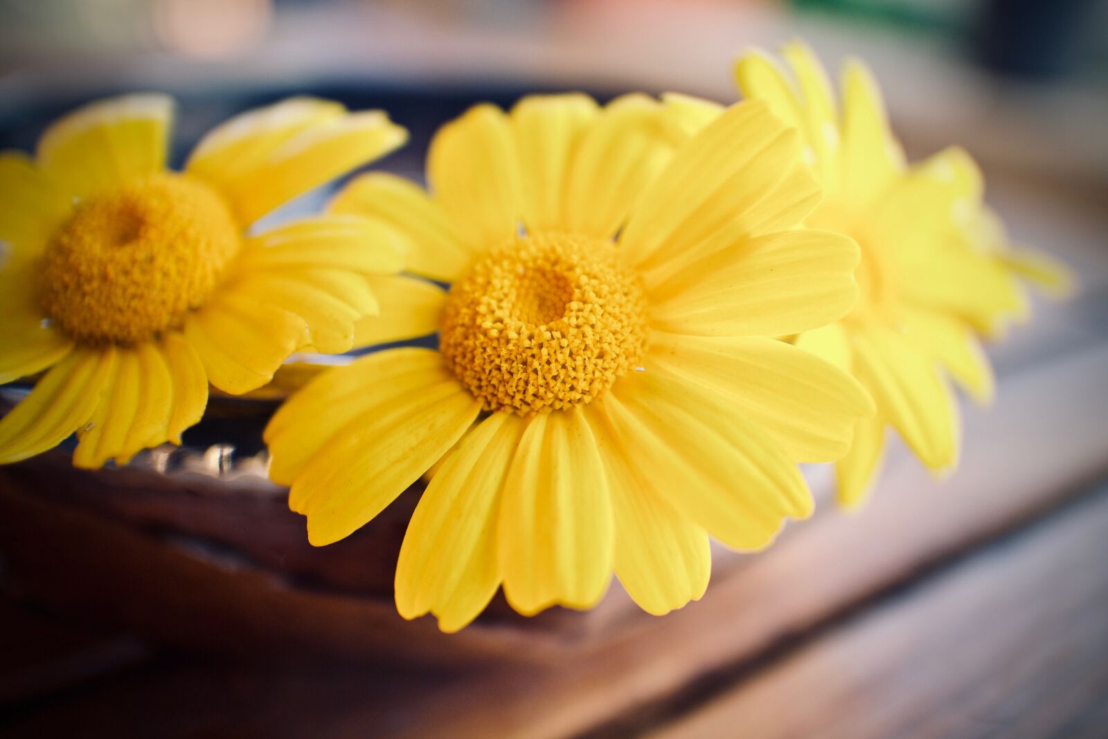Canon EF-M 22mm F2 STM sample photo. Daisies, petals, flower photography