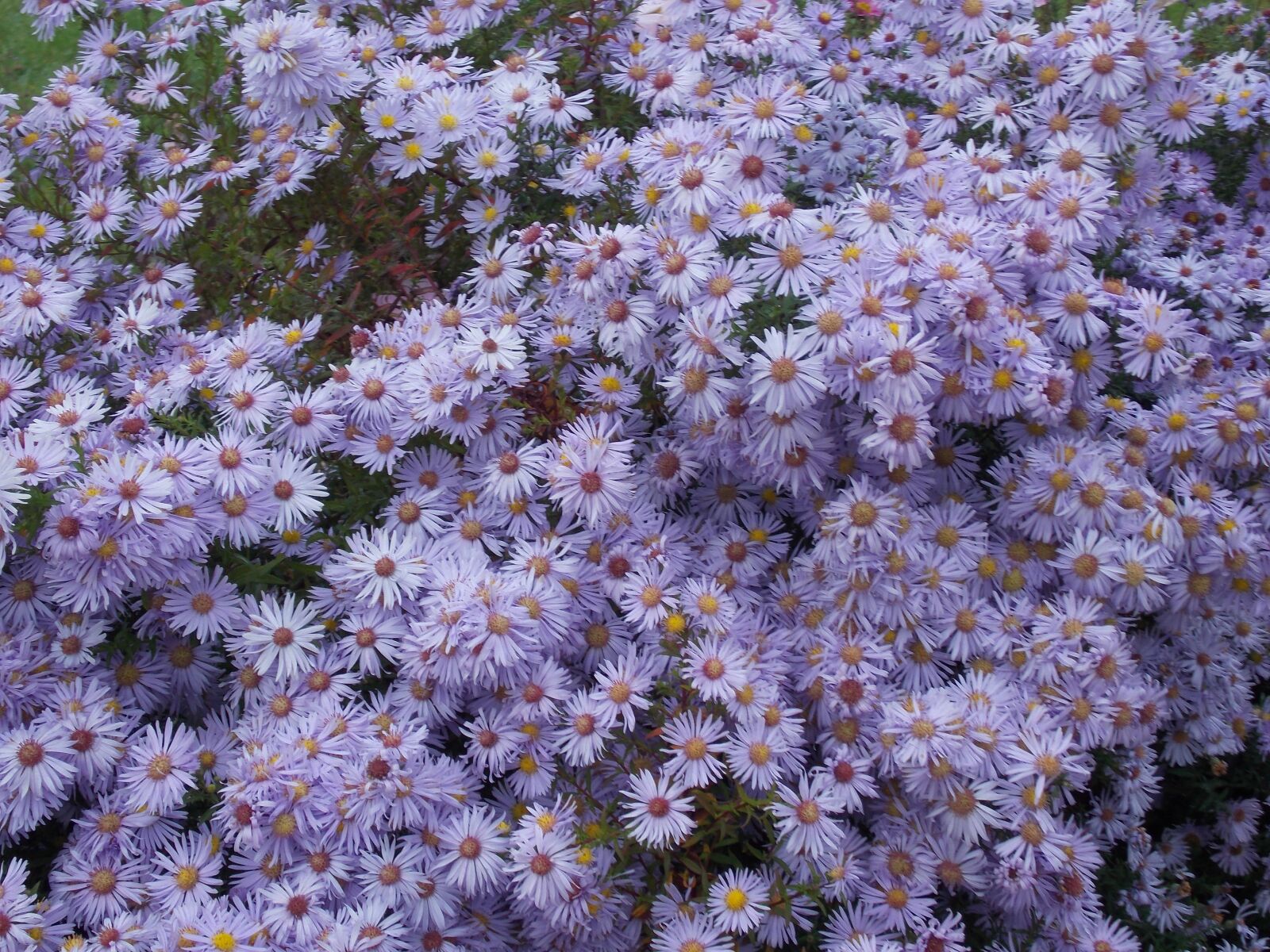 Nikon Coolpix L810 sample photo. Flowers, violet, meadow photography