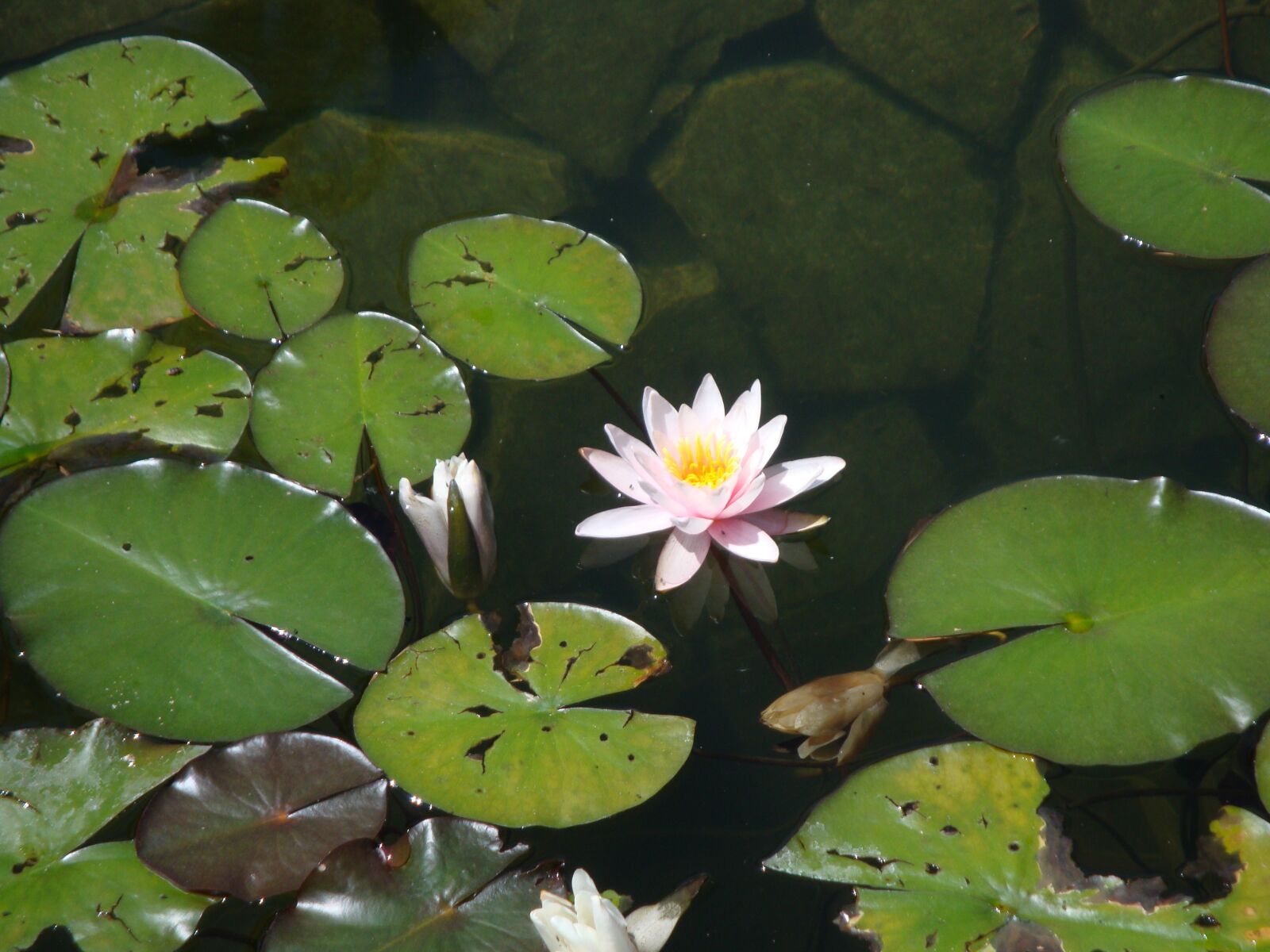 Sony Cyber-shot DSC-W170 sample photo. Waterlily, lake, flowers photography