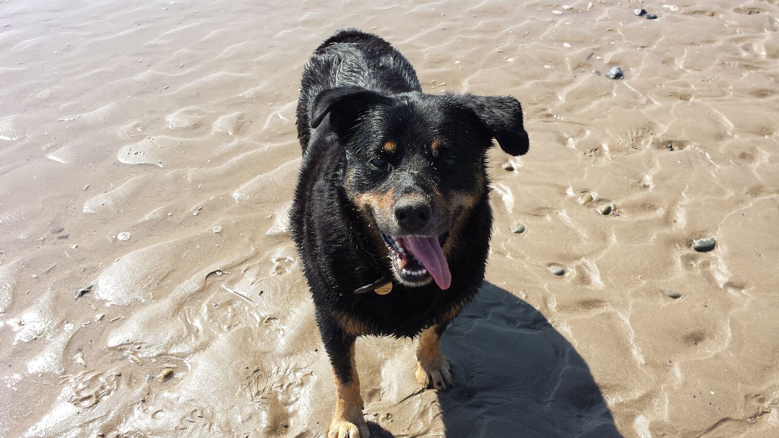 Samsung Galaxy S4 sample photo. Dog, sand, pet photography