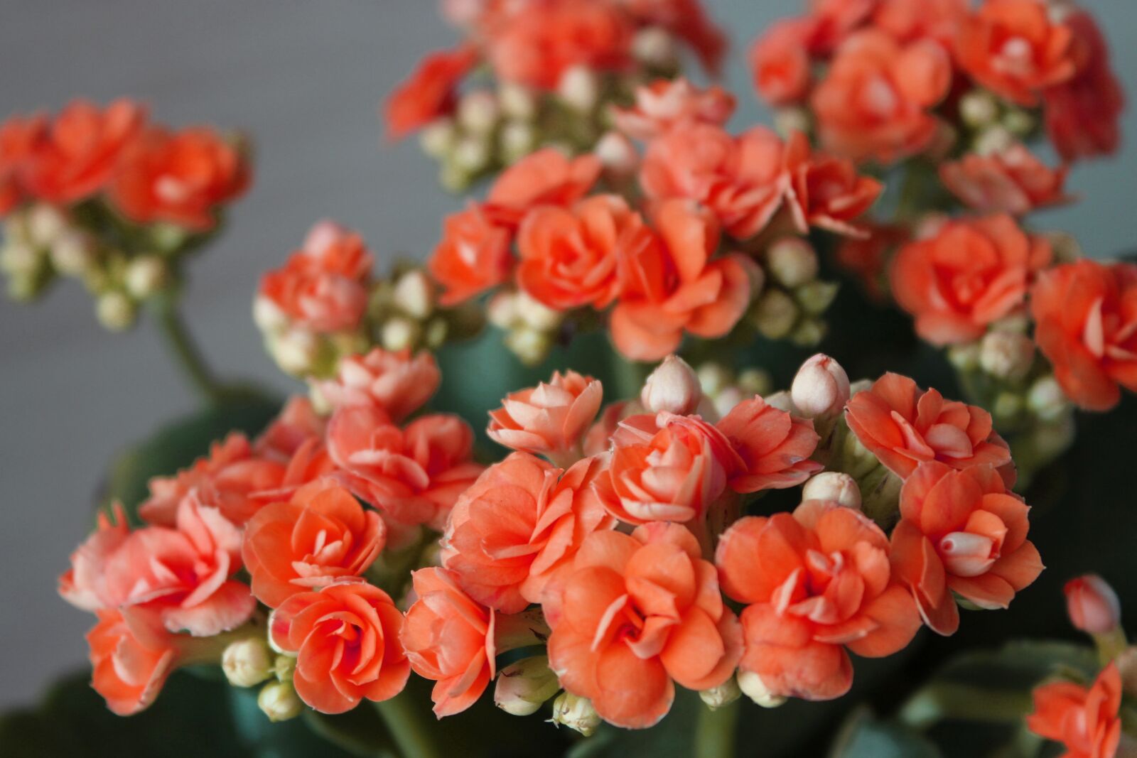 Canon EOS 600D (Rebel EOS T3i / EOS Kiss X5) sample photo. Flower, nature, plant photography