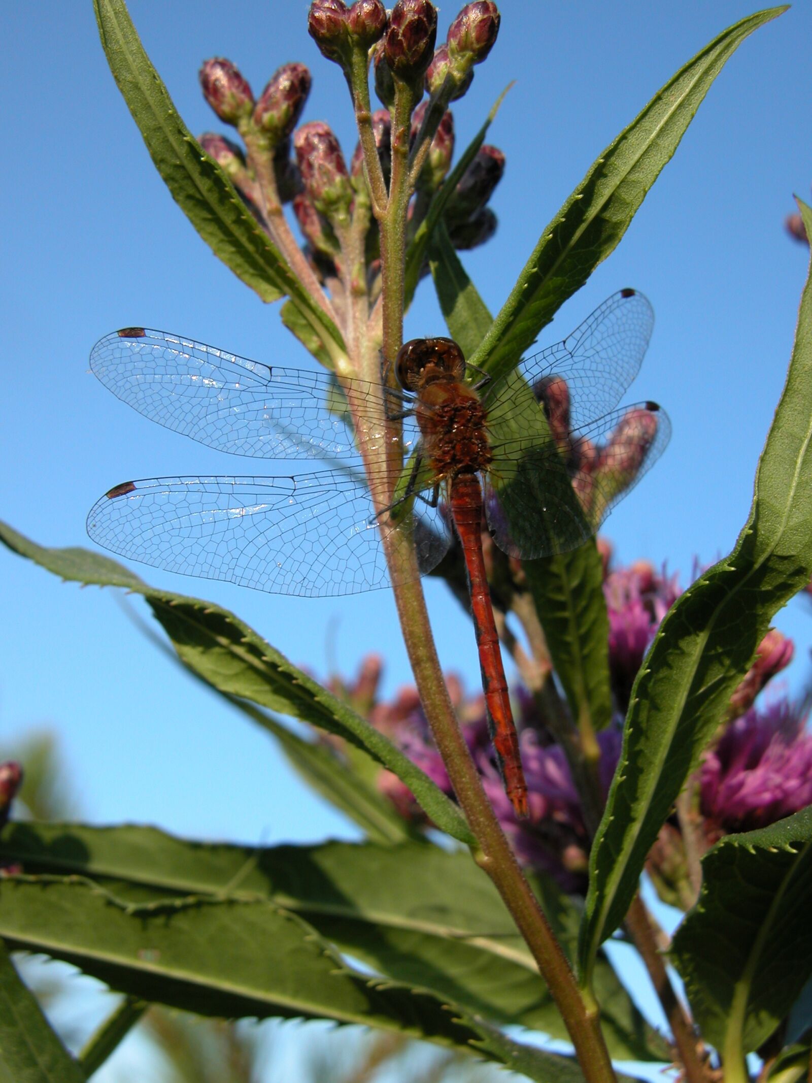 Nikon E5700 sample photo. Dragonfly, swamp milkweed, red photography