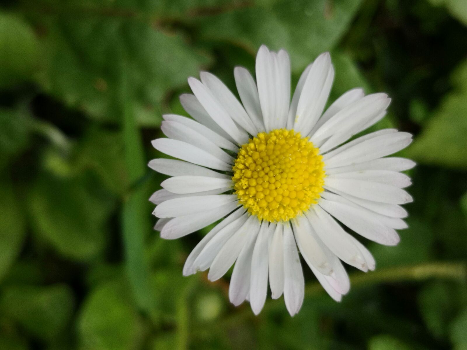 HUAWEI Mate 10 Pro sample photo. Flower, grass margriet, spring photography