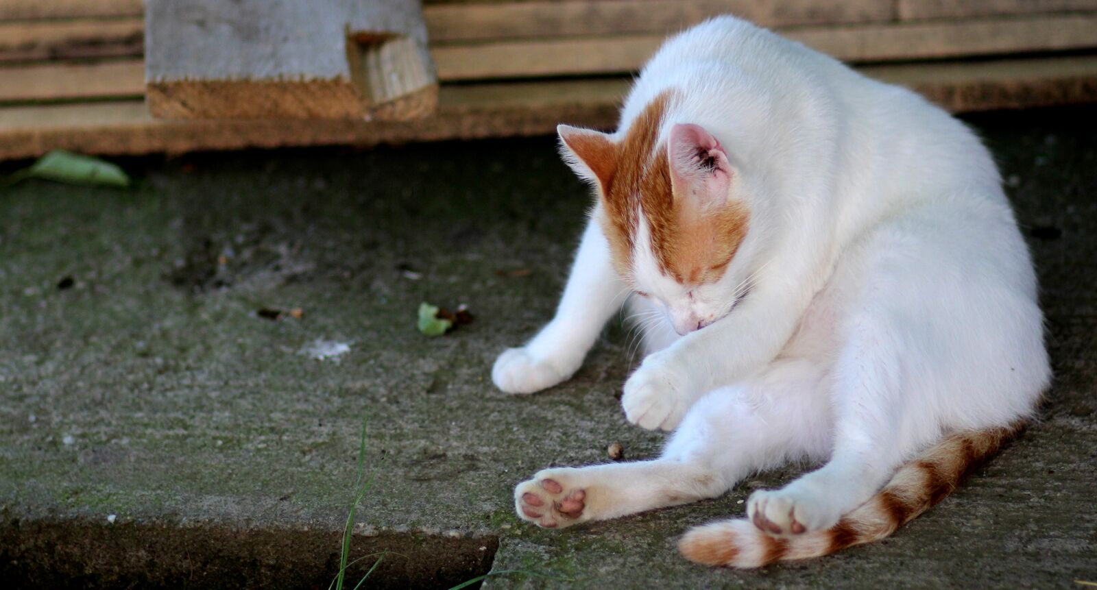 Canon EOS 700D (EOS Rebel T5i / EOS Kiss X7i) + Canon EF 85mm F1.8 USM sample photo. Cat, white, orange photography