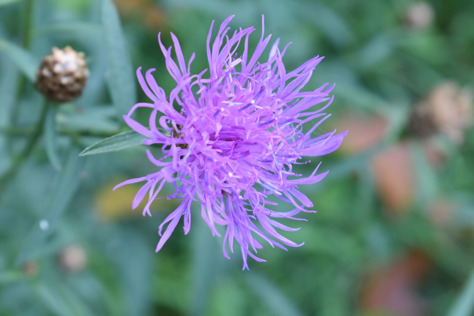 Nikon D3500 sample photo. Flower, purple, green photography