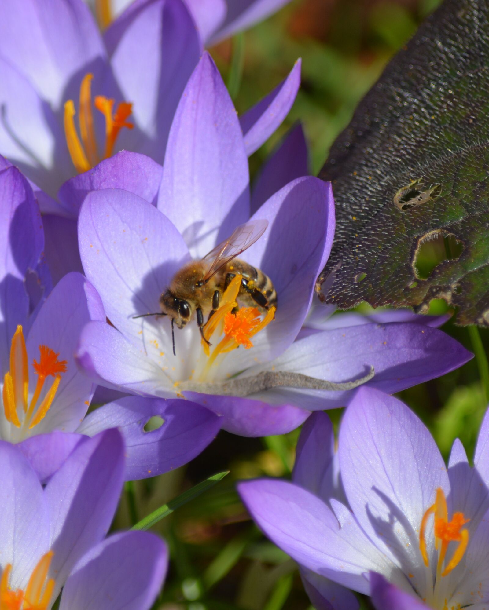 Nikon D7100 sample photo. Nature, plant, crocus photography