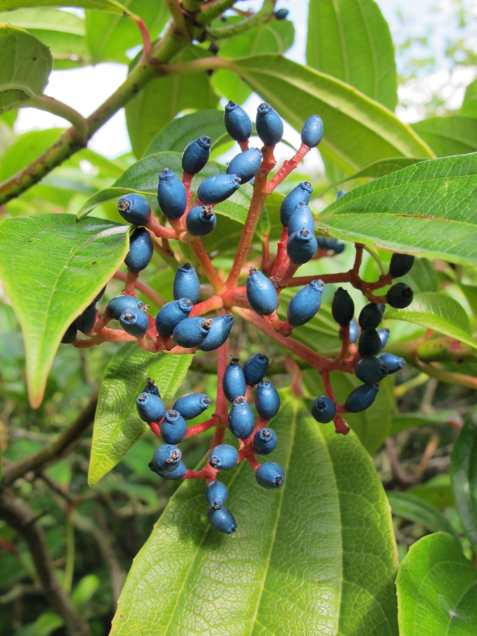 Canon PowerShot G12 sample photo. Plant, berries, fruits photography