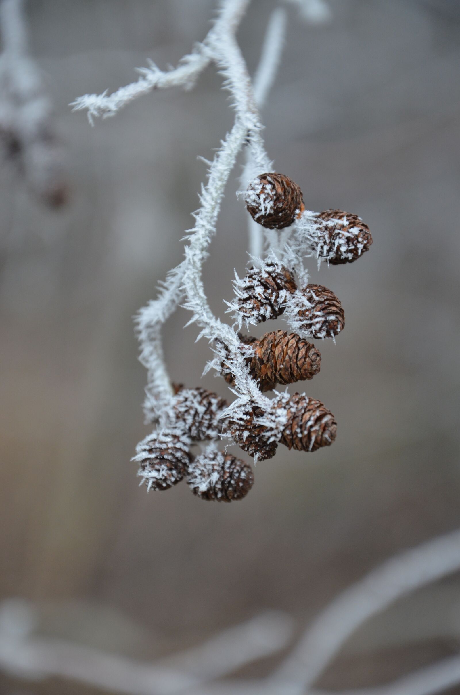 Nikon D5100 sample photo. Ripe, cold, hoarfrost photography