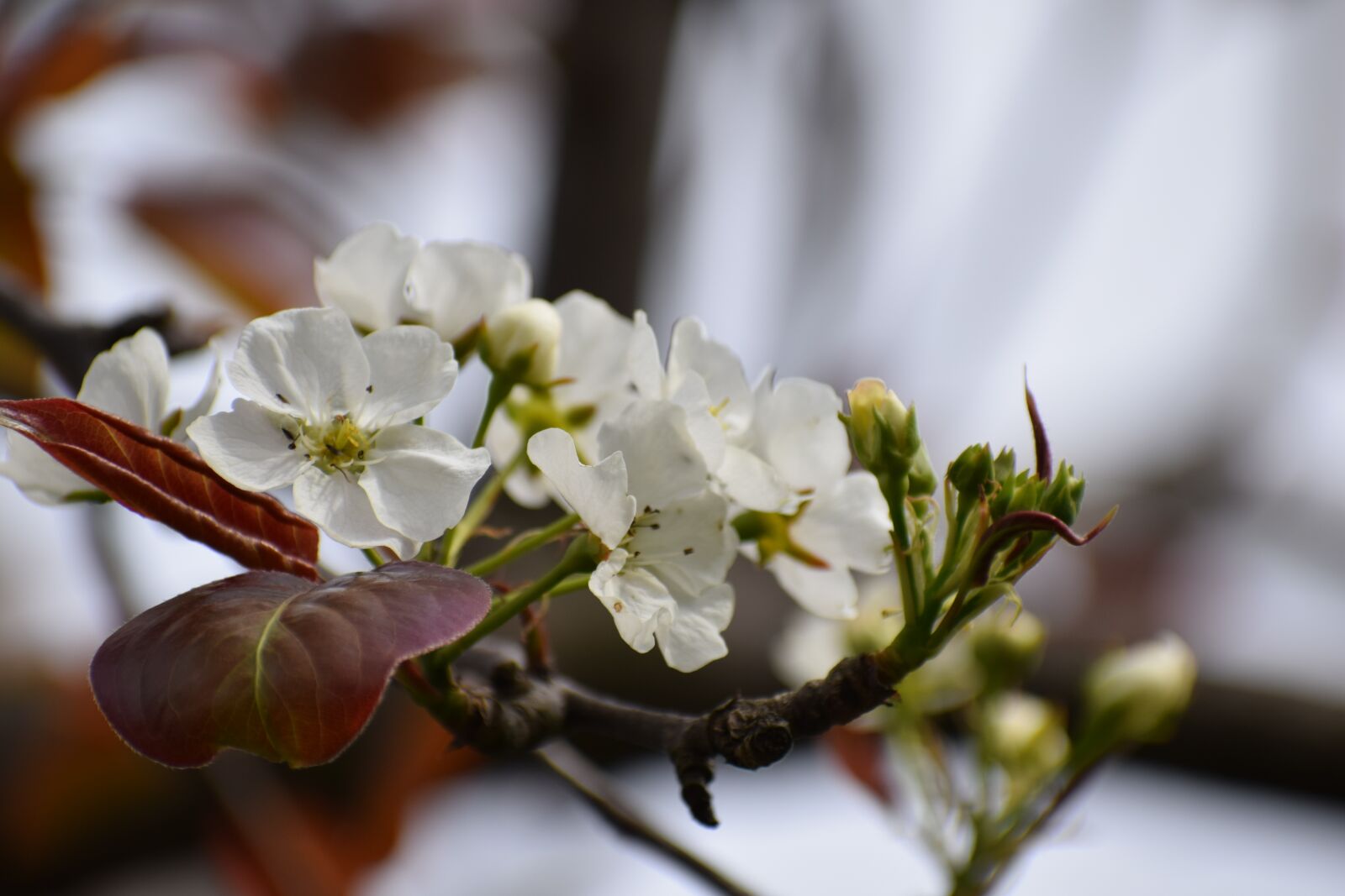 Nikon D3300 sample photo. Flower, nature, flora photography