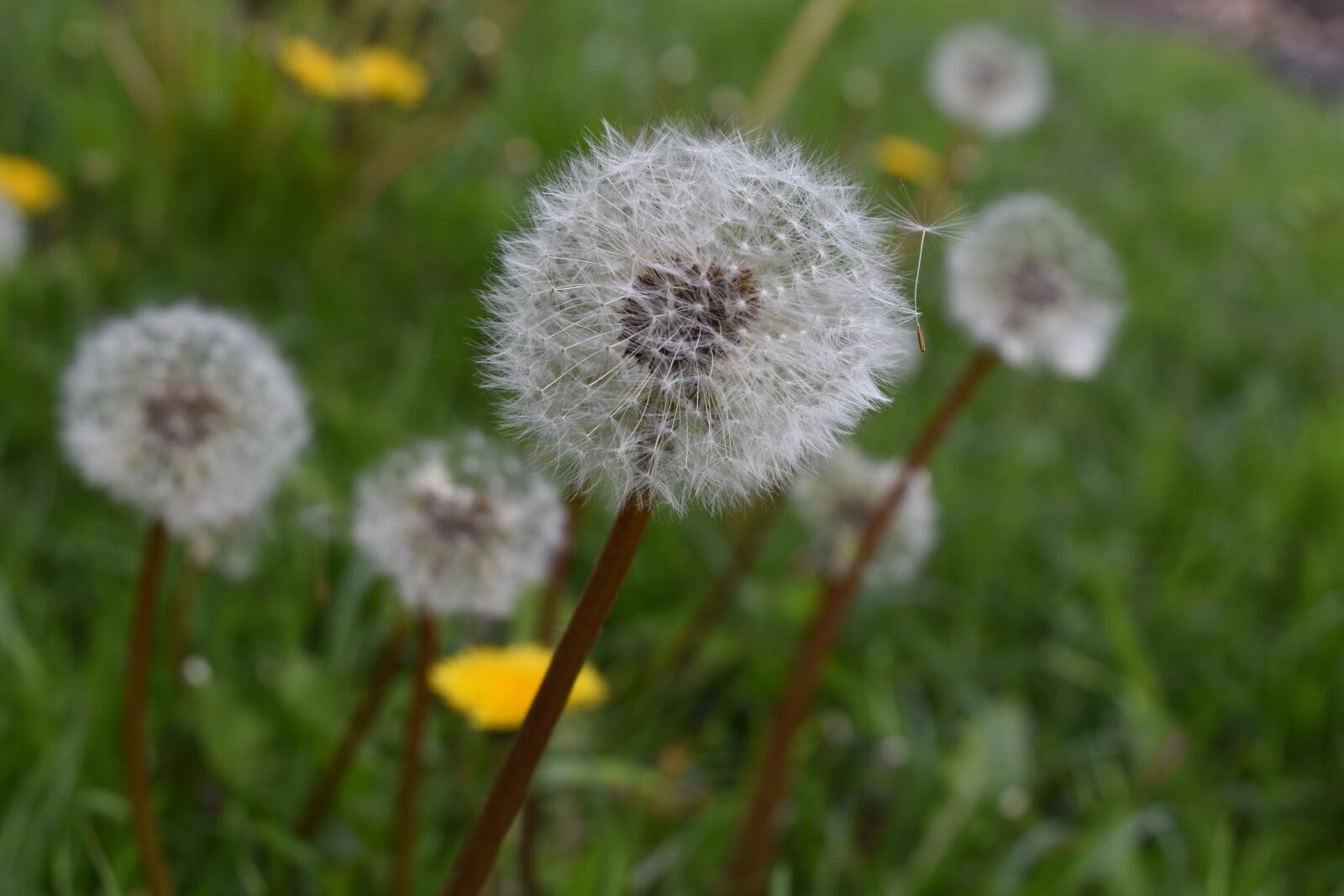 Nikon D7200 sample photo. Nature, lawn, summer photography