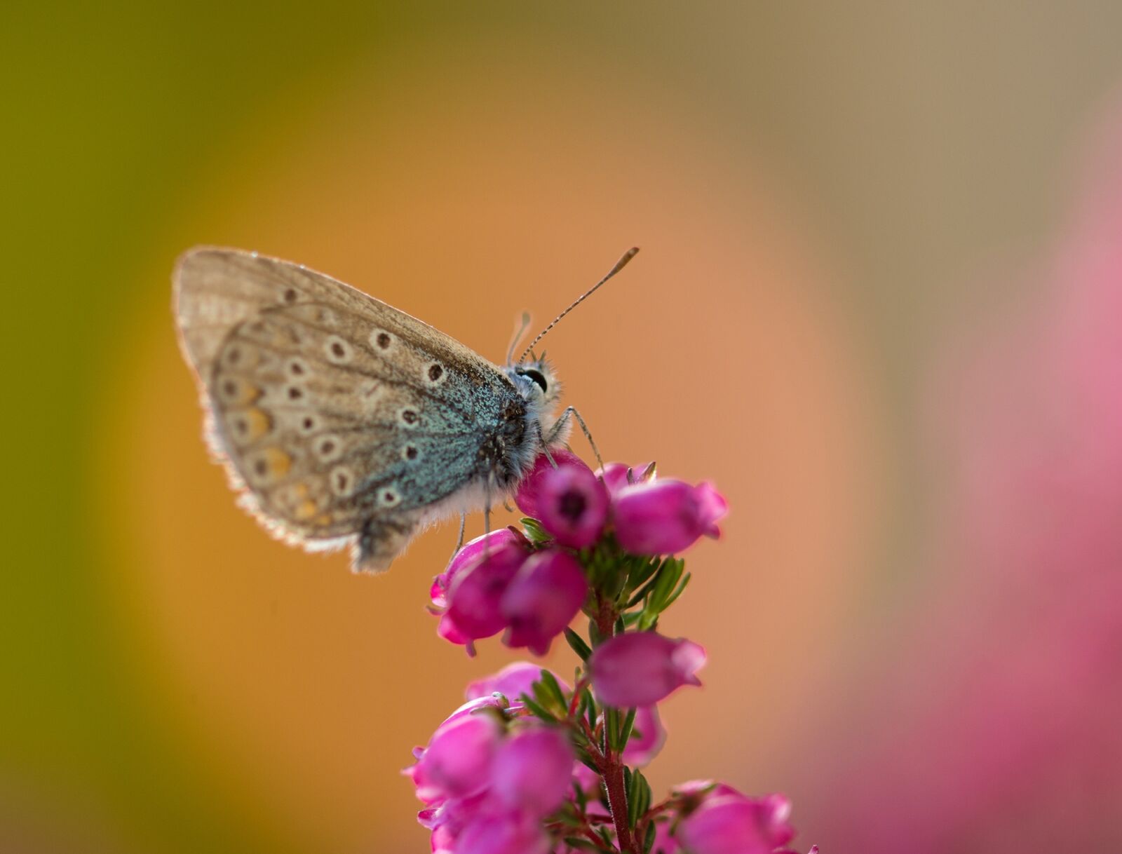 Sony SLT-A77 + 105mm F2.8 sample photo. Butterfly, common blue, common photography