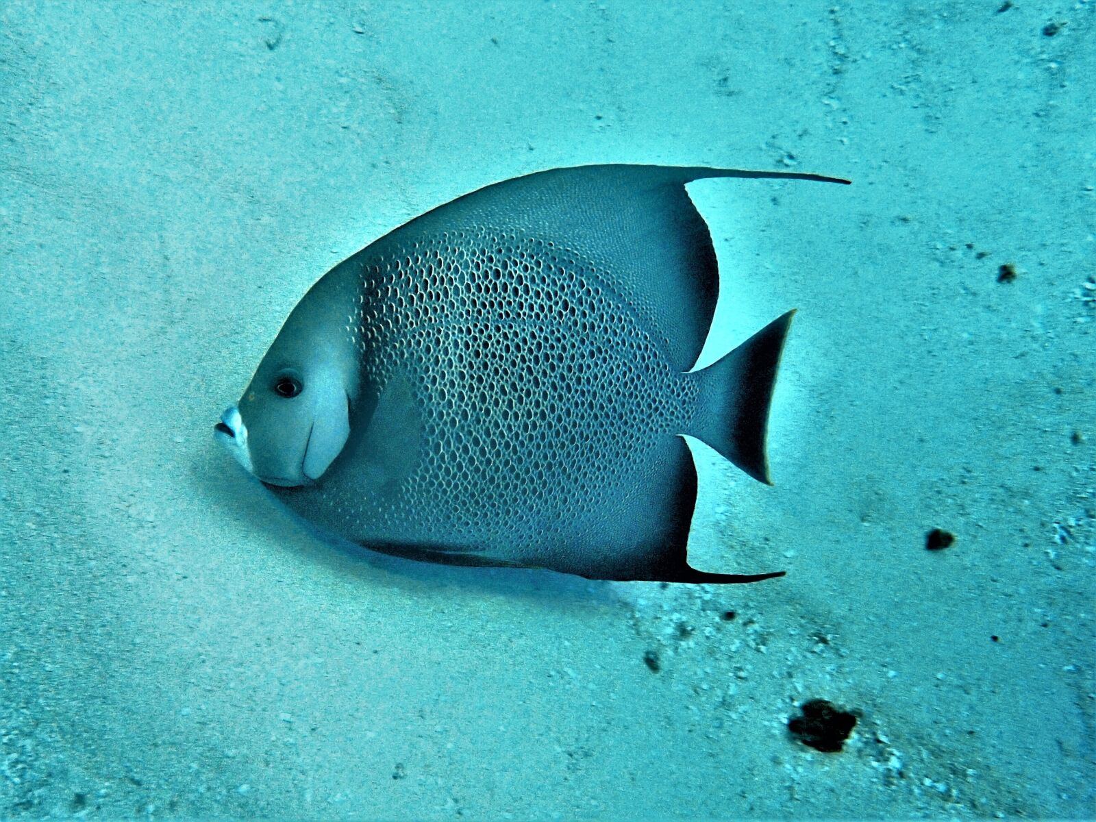 Olympus TG-4 sample photo. Fish, marine, cozumel photography