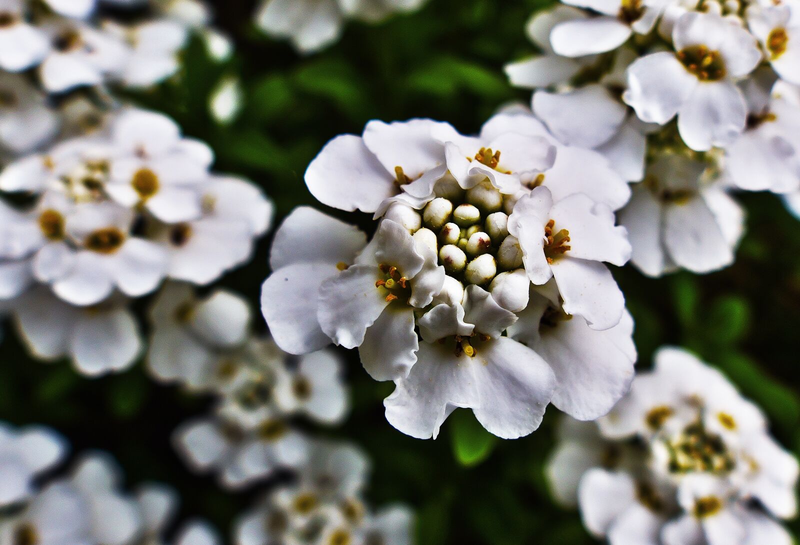 Panasonic Lumix DMC-FZ1000 sample photo. Candytuft, flowers, white flowers photography