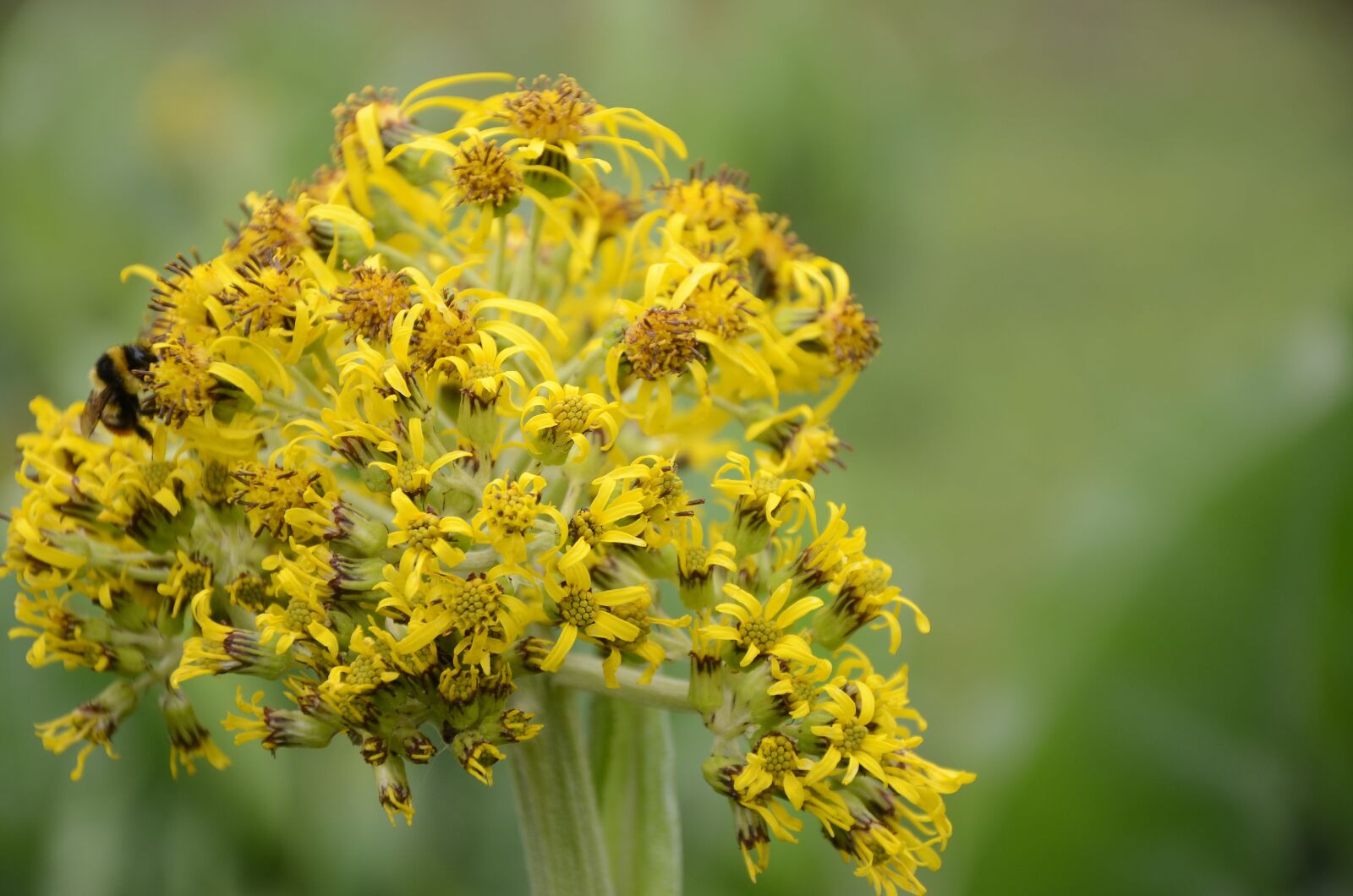 Nikon D7000 sample photo. In yunnan province, flower photography