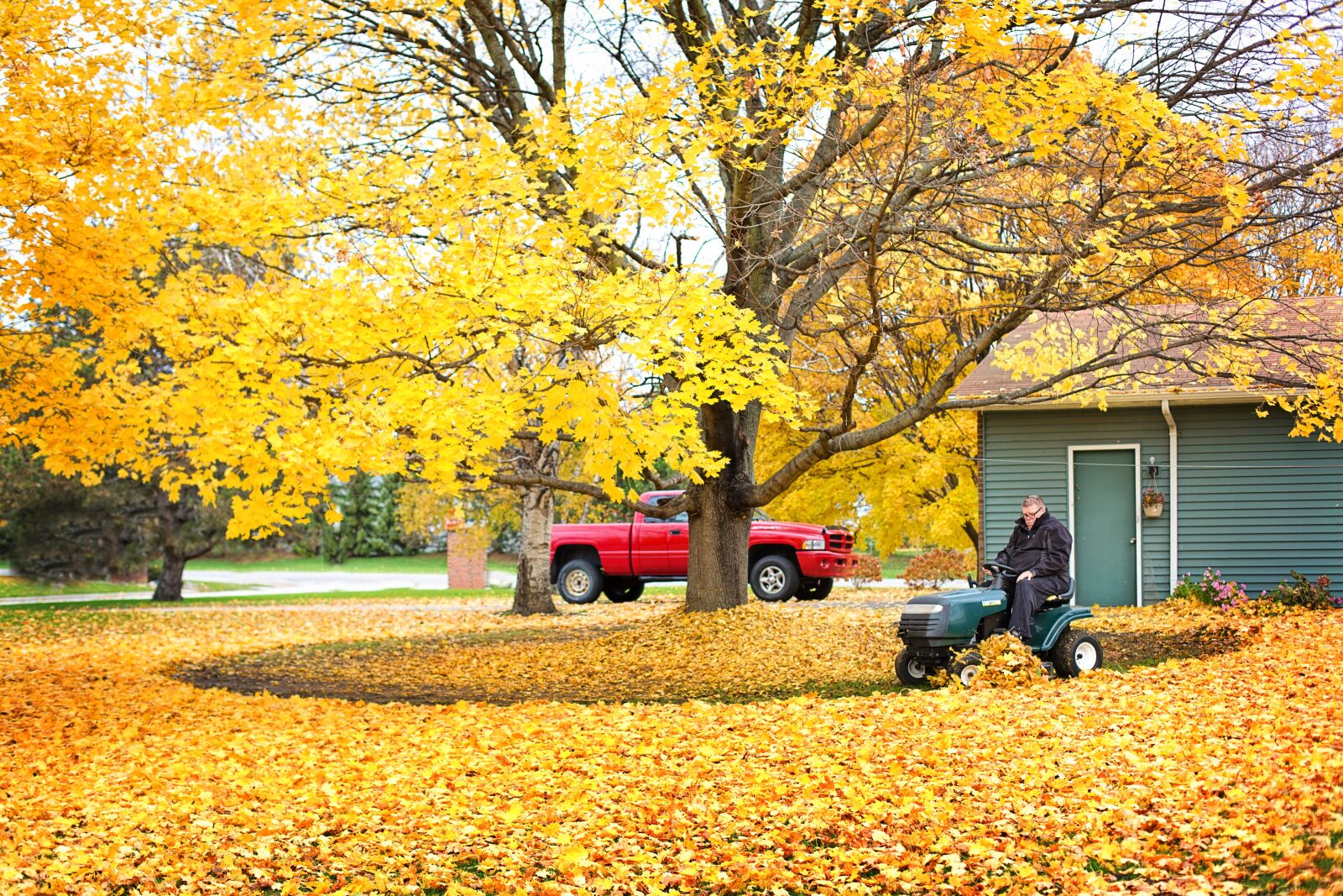 Canon EF 50mm F1.4 USM sample photo. Fall leaves, autumn leaves photography