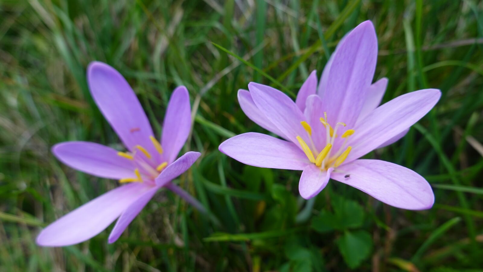 Sony DSC-RX100M7 sample photo. Flowers, autumn, violet photography
