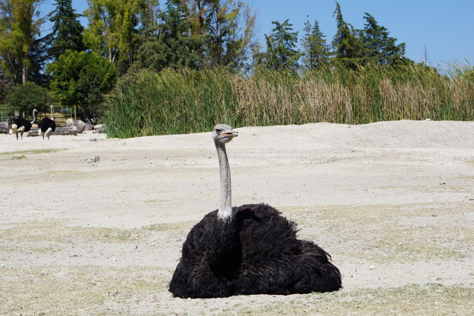 Sony a5100 sample photo. Ostrich, ave estrutioniforme, animals photography