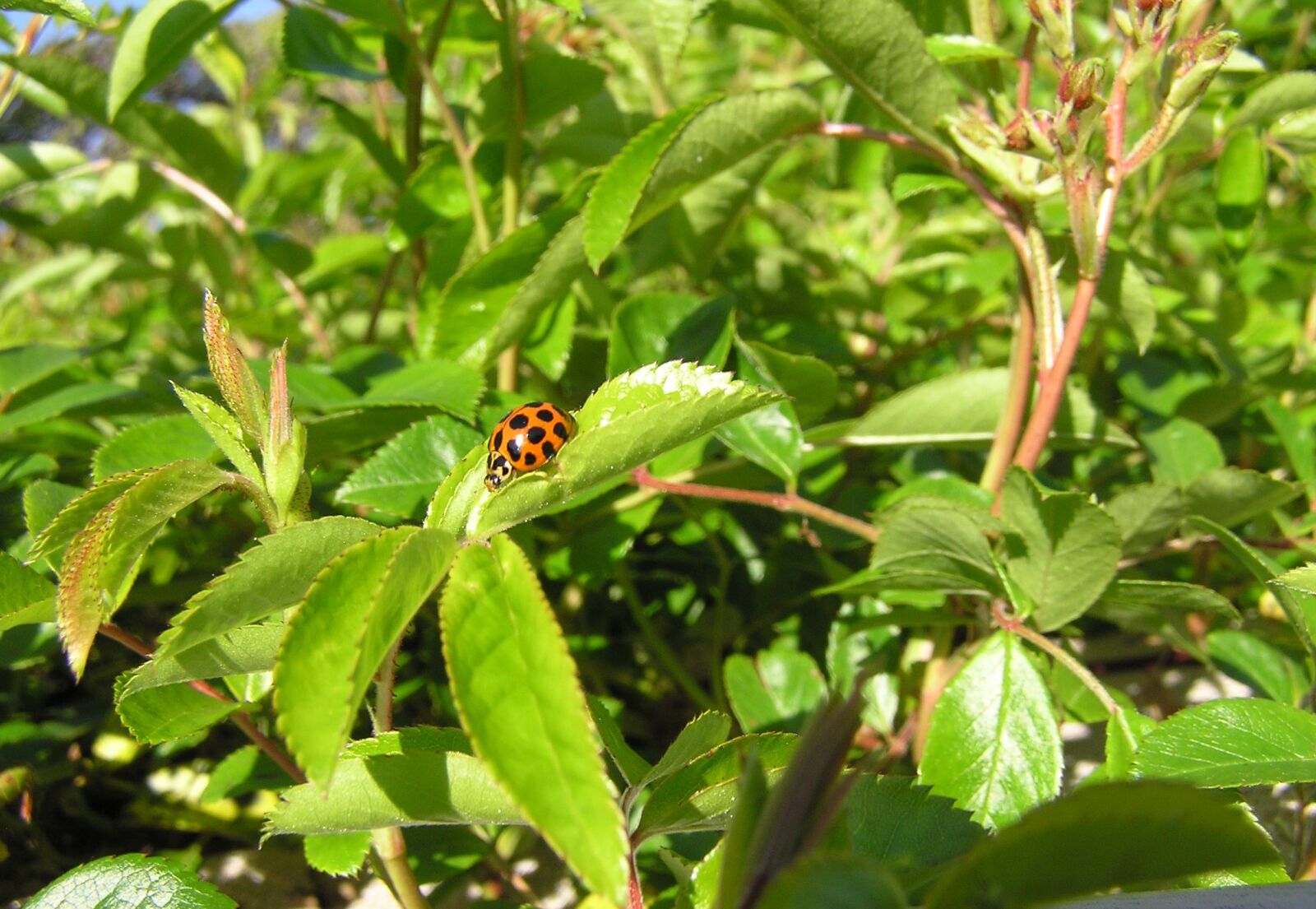 Olympus C750UZ sample photo. Ladybird, insect, rose photography