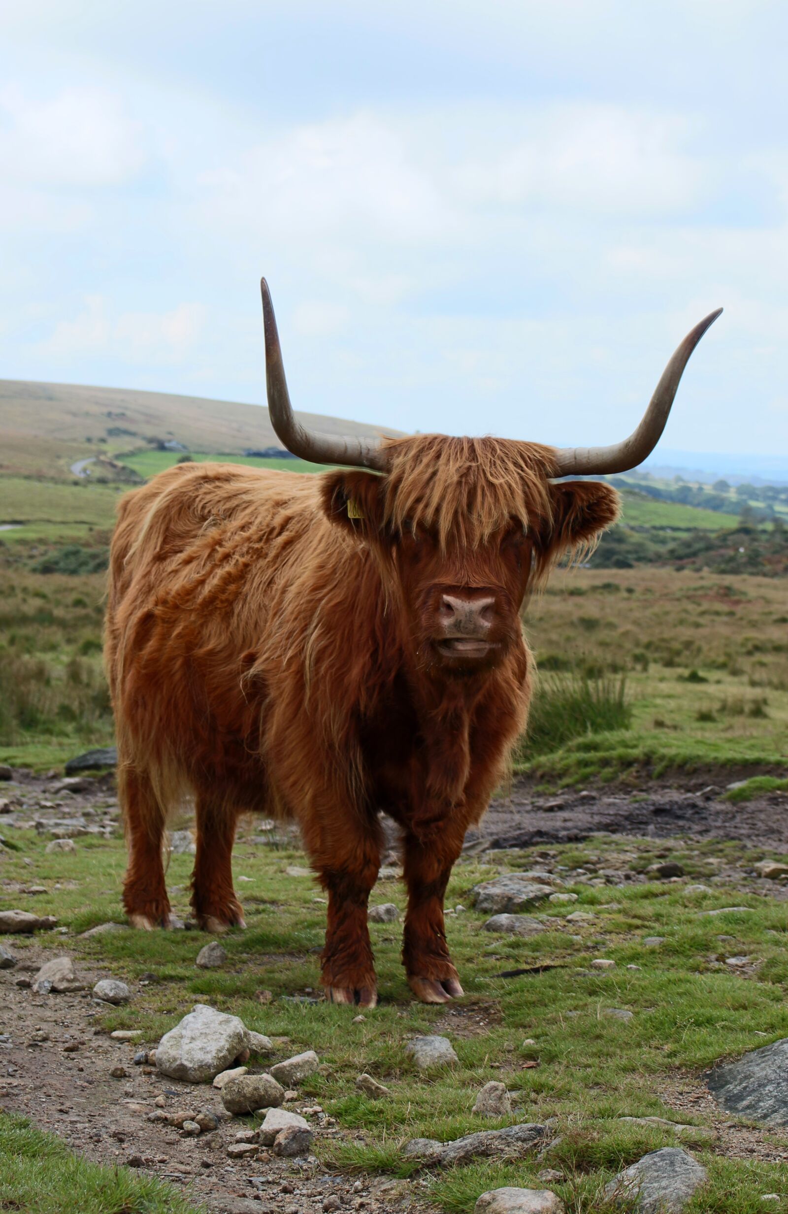 Canon EOS 700D (EOS Rebel T5i / EOS Kiss X7i) sample photo. Cow, nature, animal photography