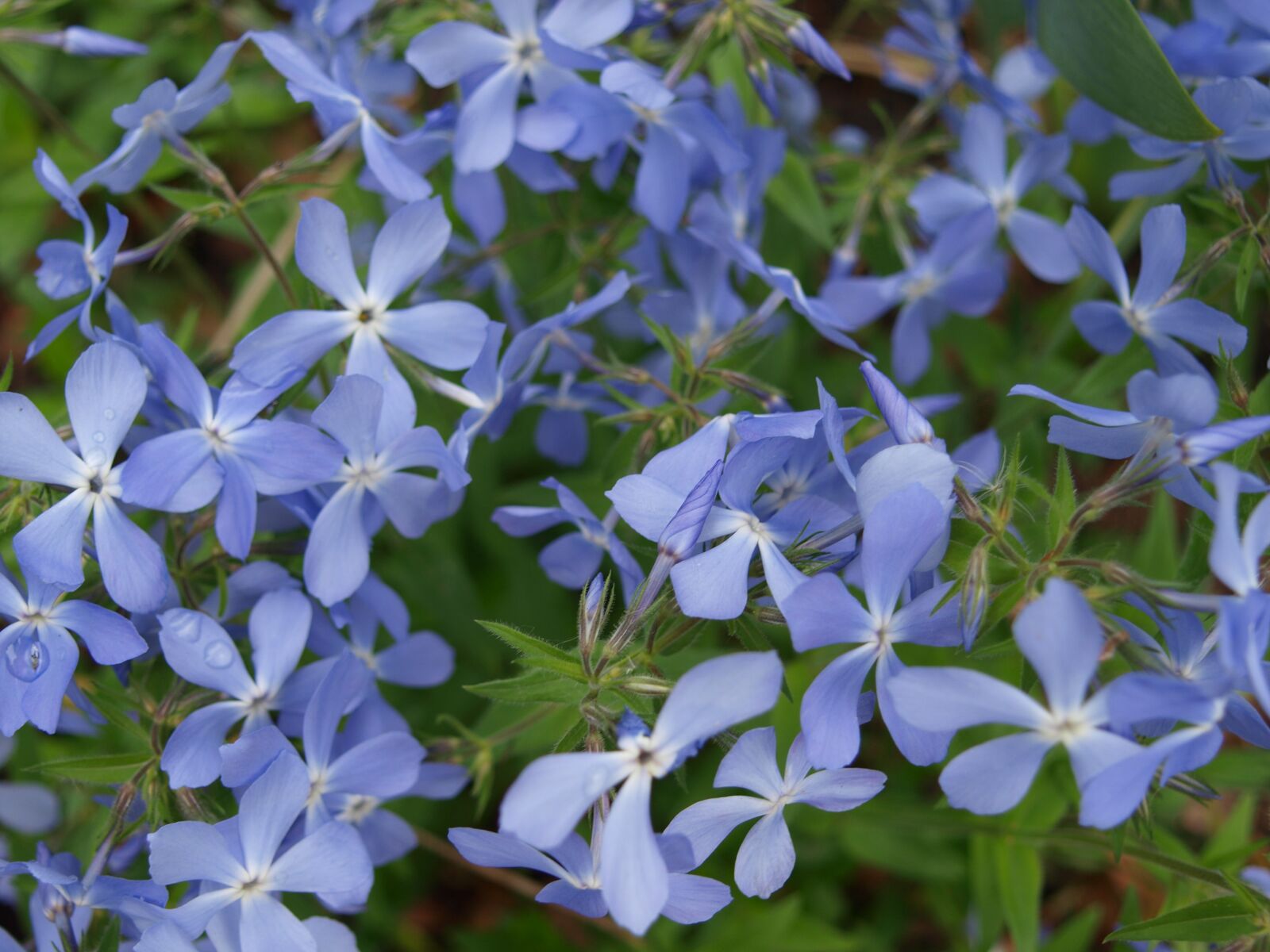 Olympus E-420 (EVOLT E-420) sample photo. Flowers, spring, flowering photography