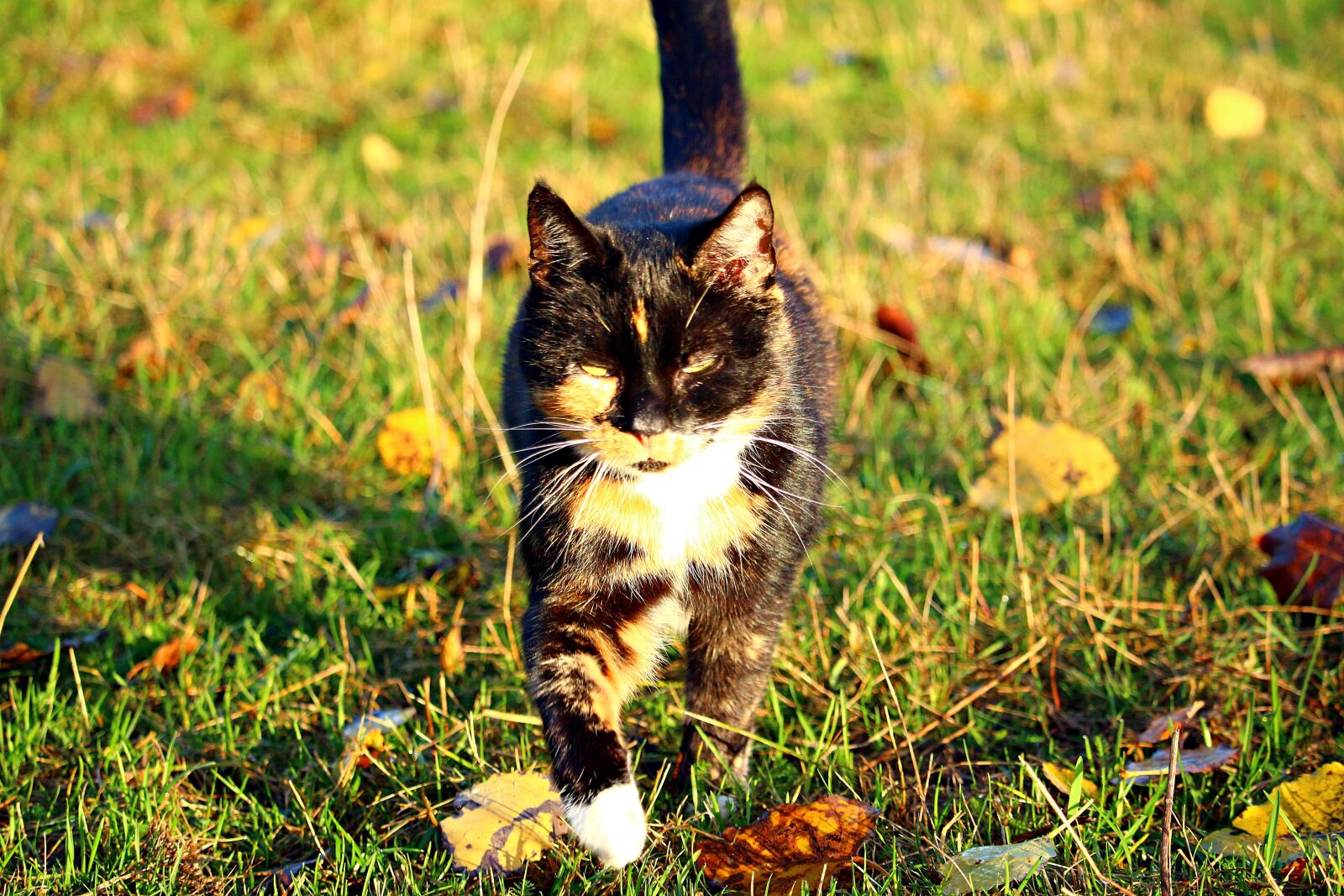 Canon EOS 100D (EOS Rebel SL1 / EOS Kiss X7) sample photo. Cat, mieze, three coloured photography