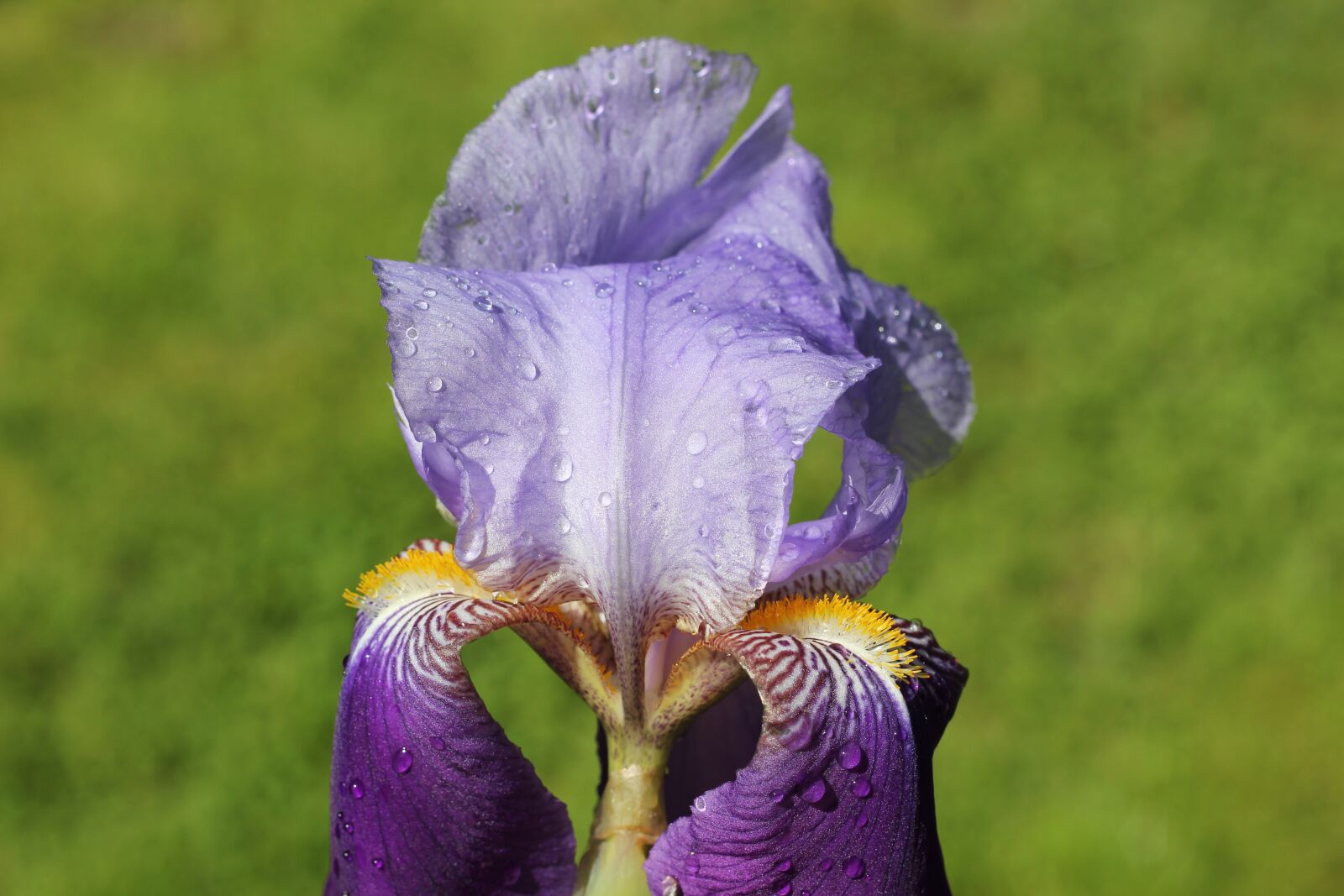 Canon EOS 550D (EOS Rebel T2i / EOS Kiss X4) sample photo. Iris, plant, flower photography
