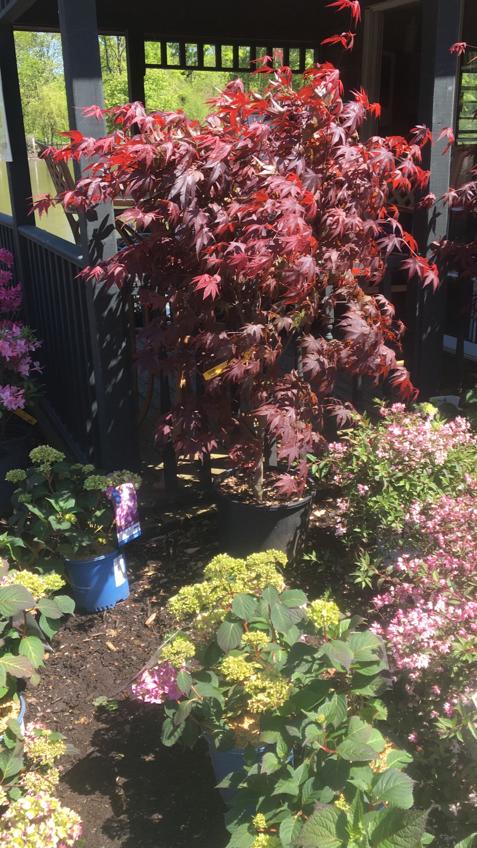 Apple iPhone 6s sample photo. Tree, plants, leaf photography
