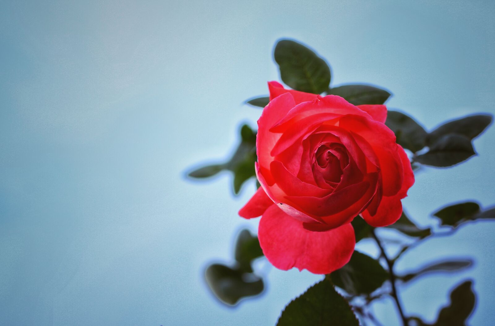 Canon EF 100mm F2.8L Macro IS USM sample photo. Macro, flower, rose photography