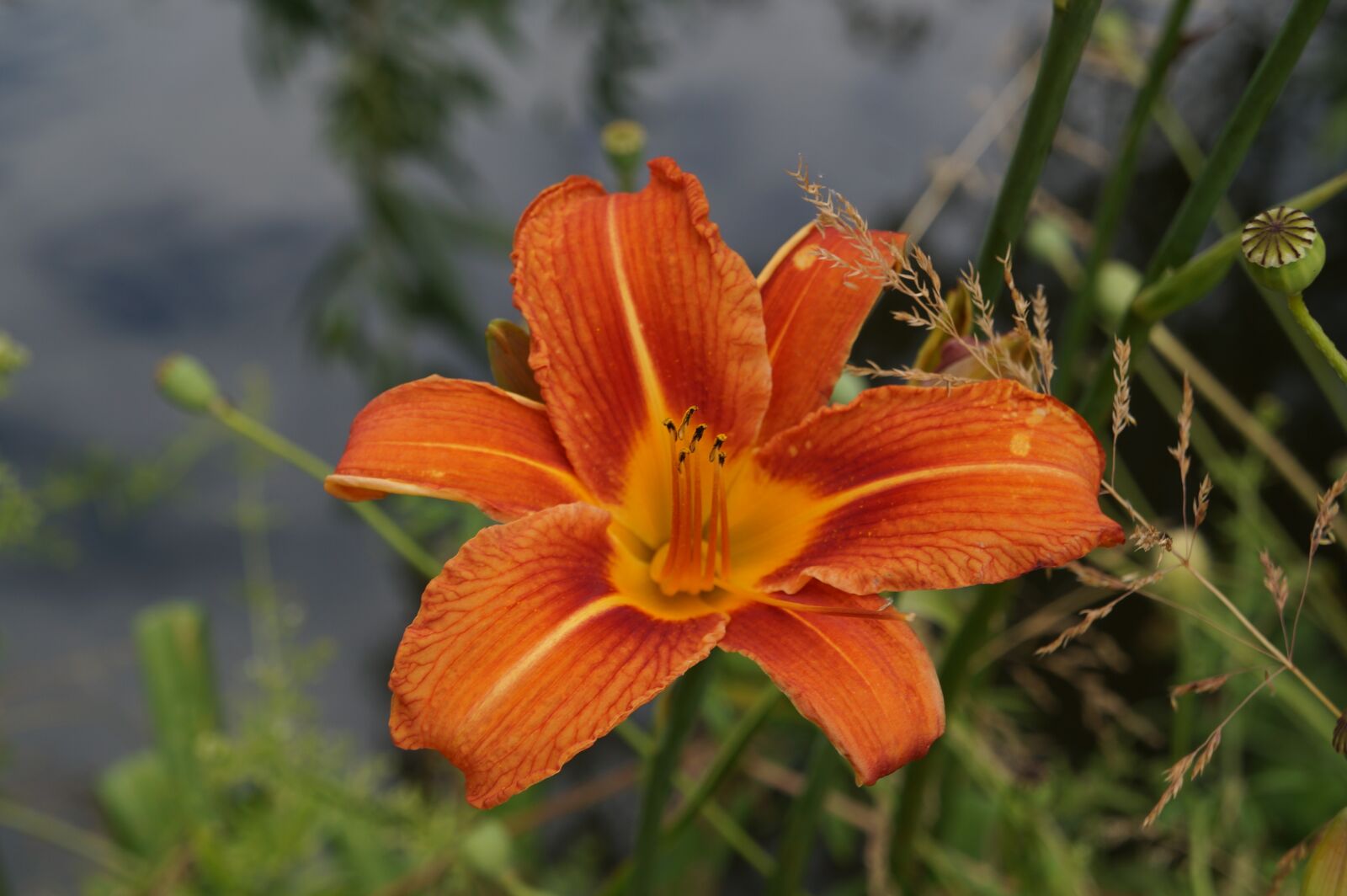 Sony Alpha a3000 sample photo. Blossom, bloom, orange photography