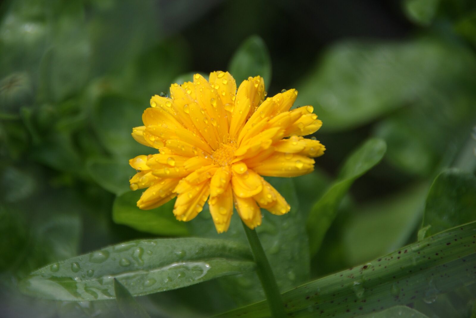 Sony Alpha DSLR-A330 sample photo. Flower, yellow, yellow flower photography