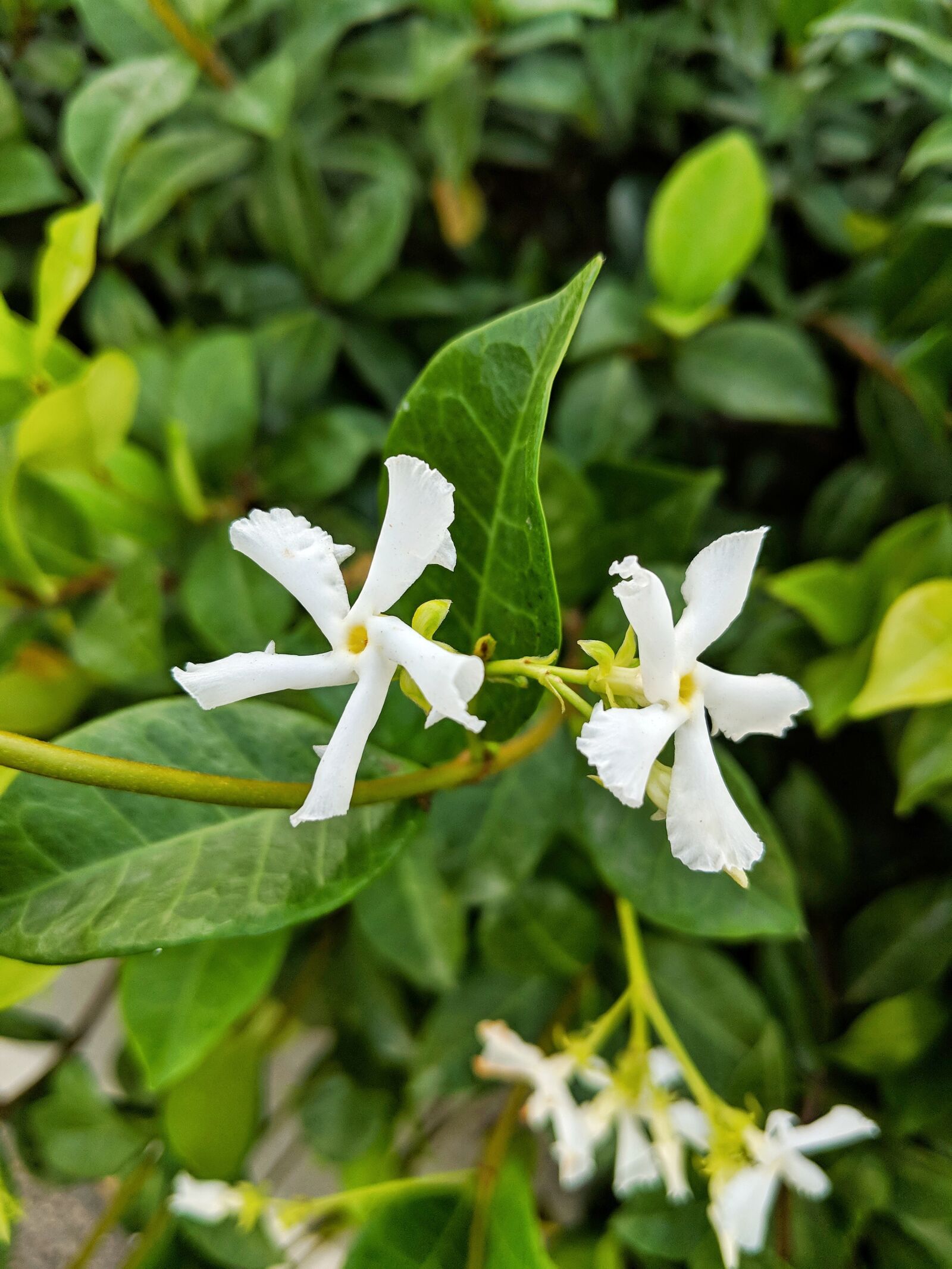 Google Pixel 2 XL sample photo. Jasmine, flower, white photography