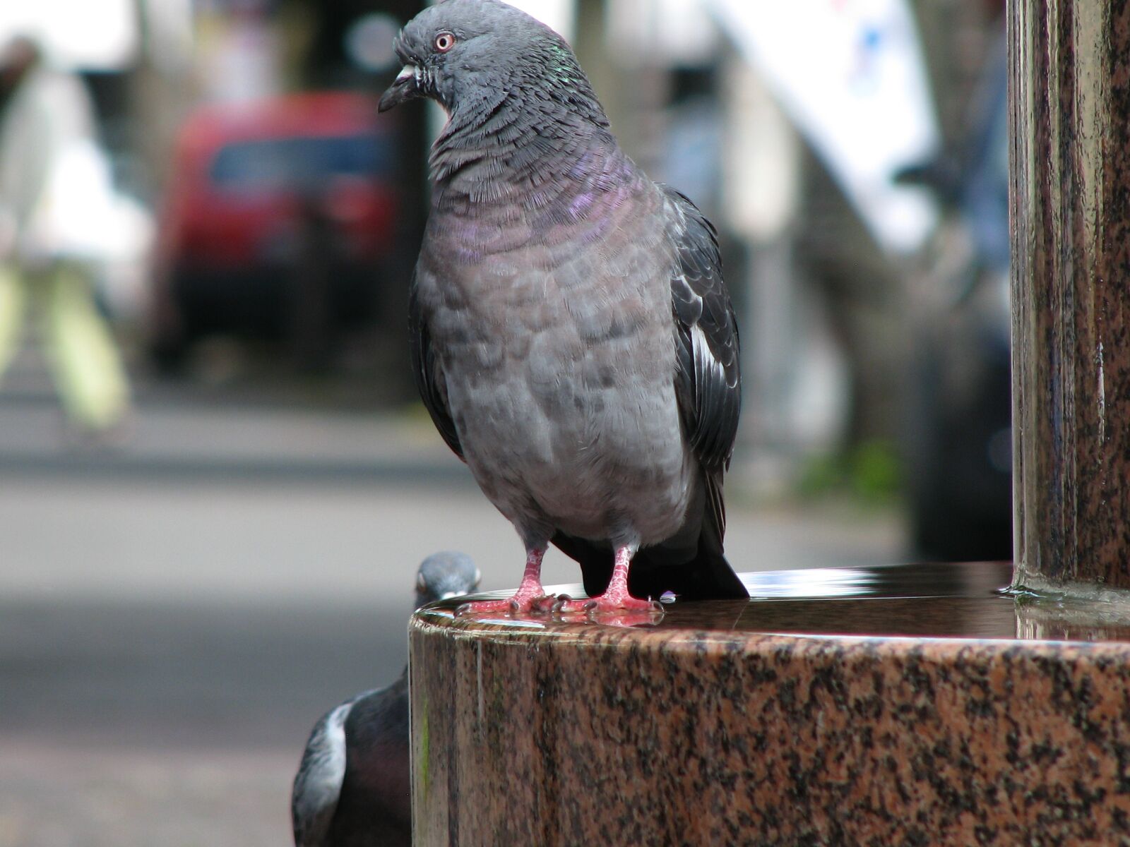 Canon POWERSHOT S5 IS sample photo. Dove, bird, animal world photography