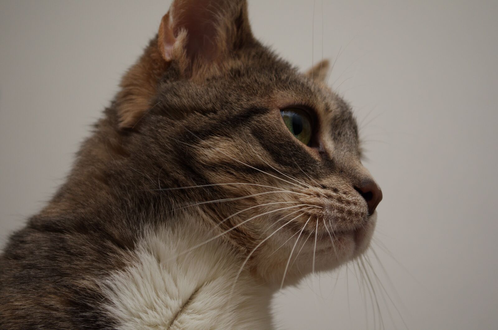 Nikon D5100 sample photo. Cat, domestic cat, pet photography