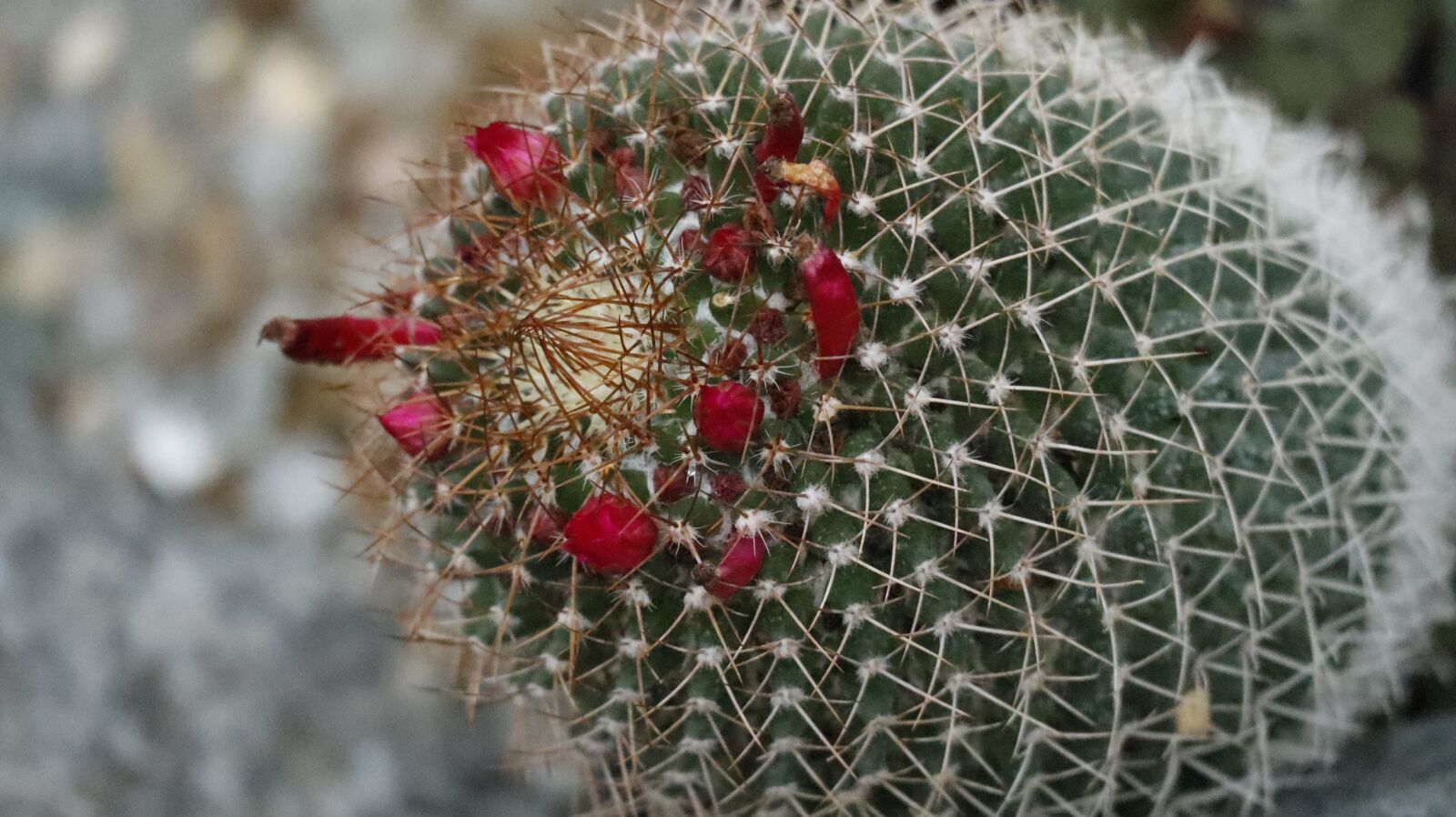 Canon EOS M50 (EOS Kiss M) sample photo. Cactus, plant, nature photography