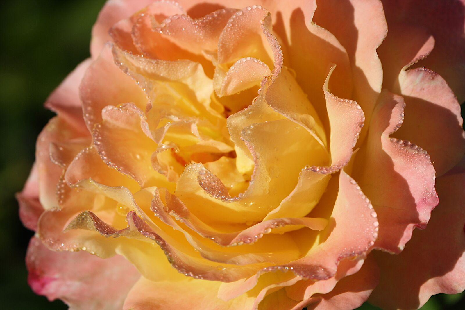 Canon EOS 1000D (EOS Digital Rebel XS / EOS Kiss F) sample photo. Rose, yellow, water photography