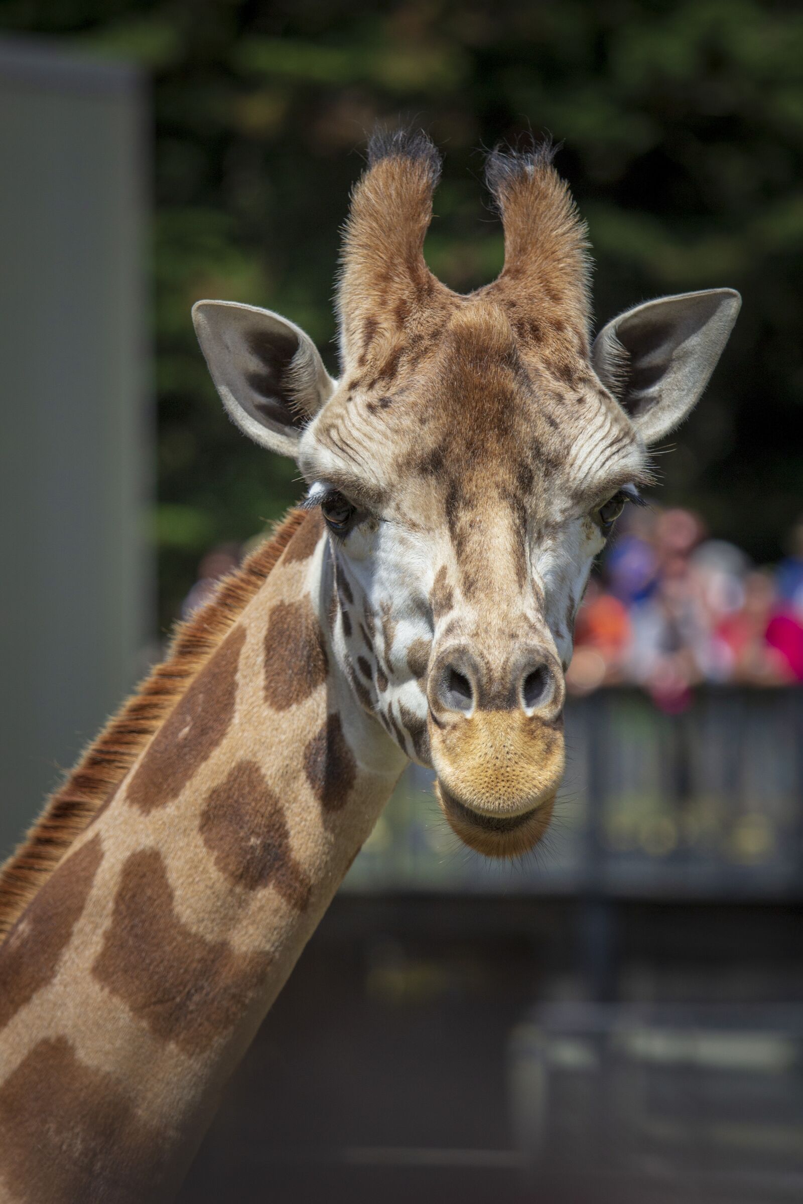 Canon EOS 700D (EOS Rebel T5i / EOS Kiss X7i) + Canon EF 70-200mm F4L IS USM sample photo. Giraffe, zoo, tall photography