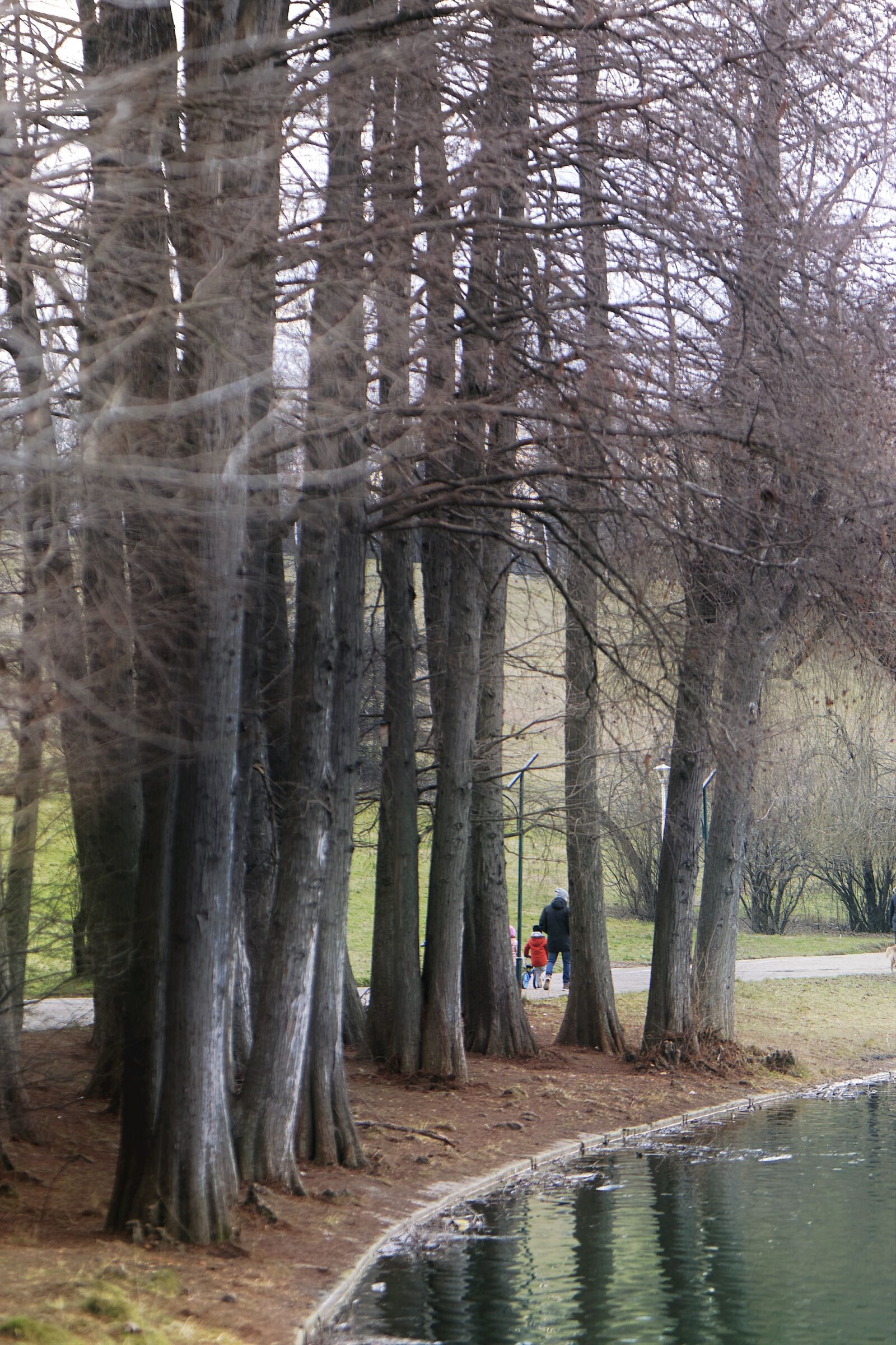 Nikon D5300 sample photo. Group, trees, park photography