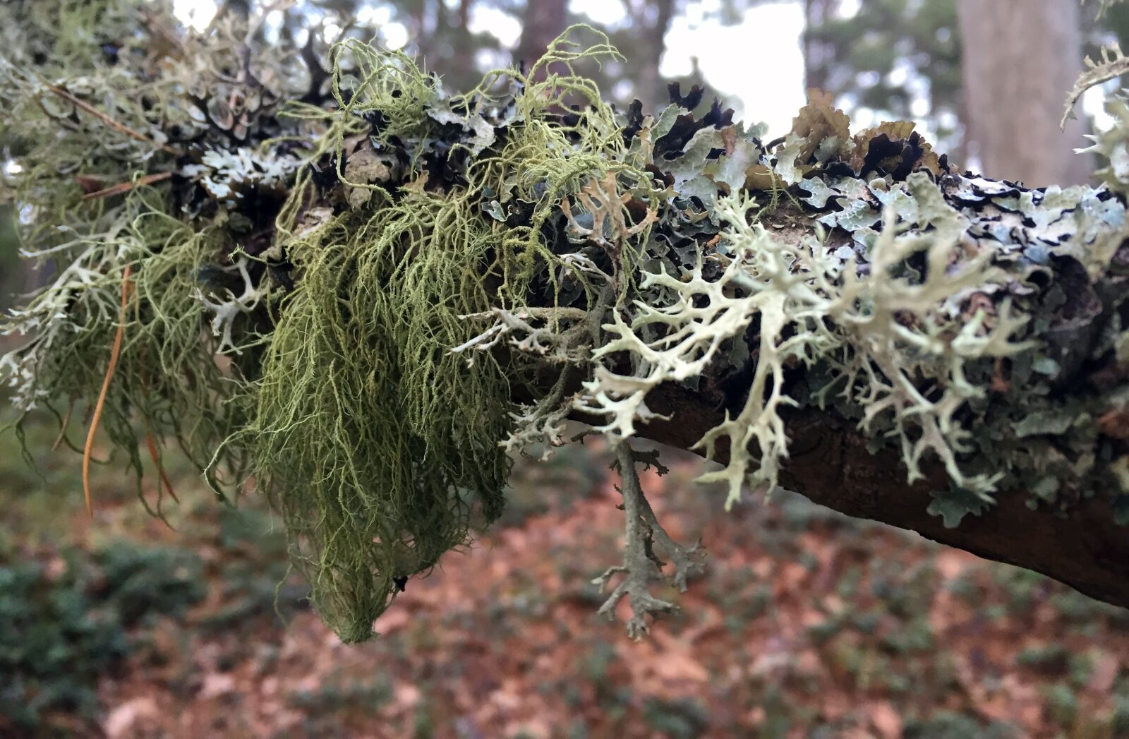 Apple iPhone 6 sample photo. Forest, moss, lav photography