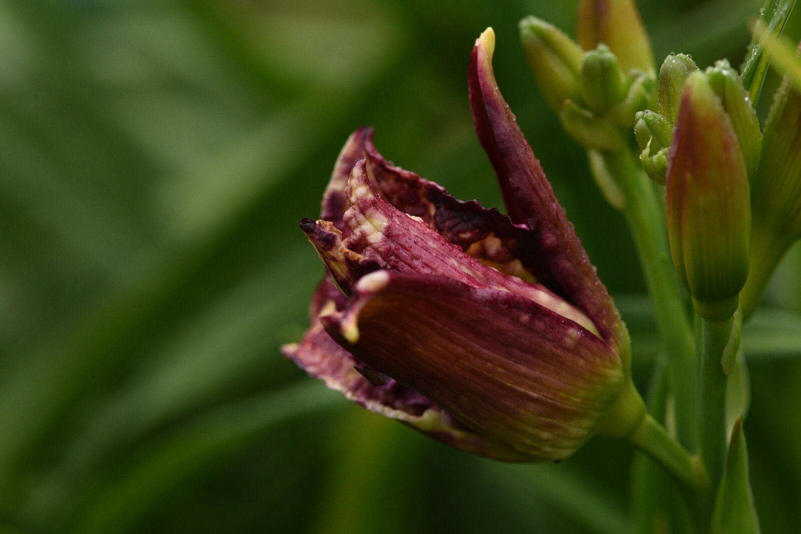 Nikon D750 sample photo. Flower, garden, daylily photography