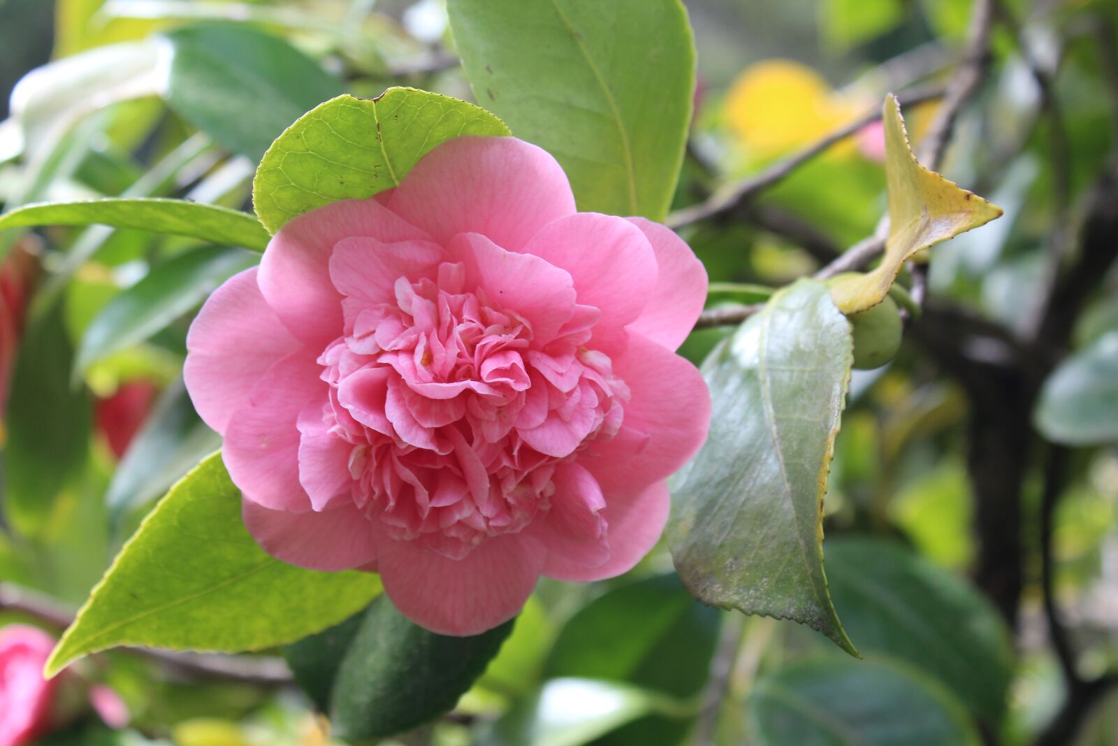 Canon EOS 1200D (EOS Rebel T5 / EOS Kiss X70 / EOS Hi) sample photo. Camilla, pink flower, spring photography