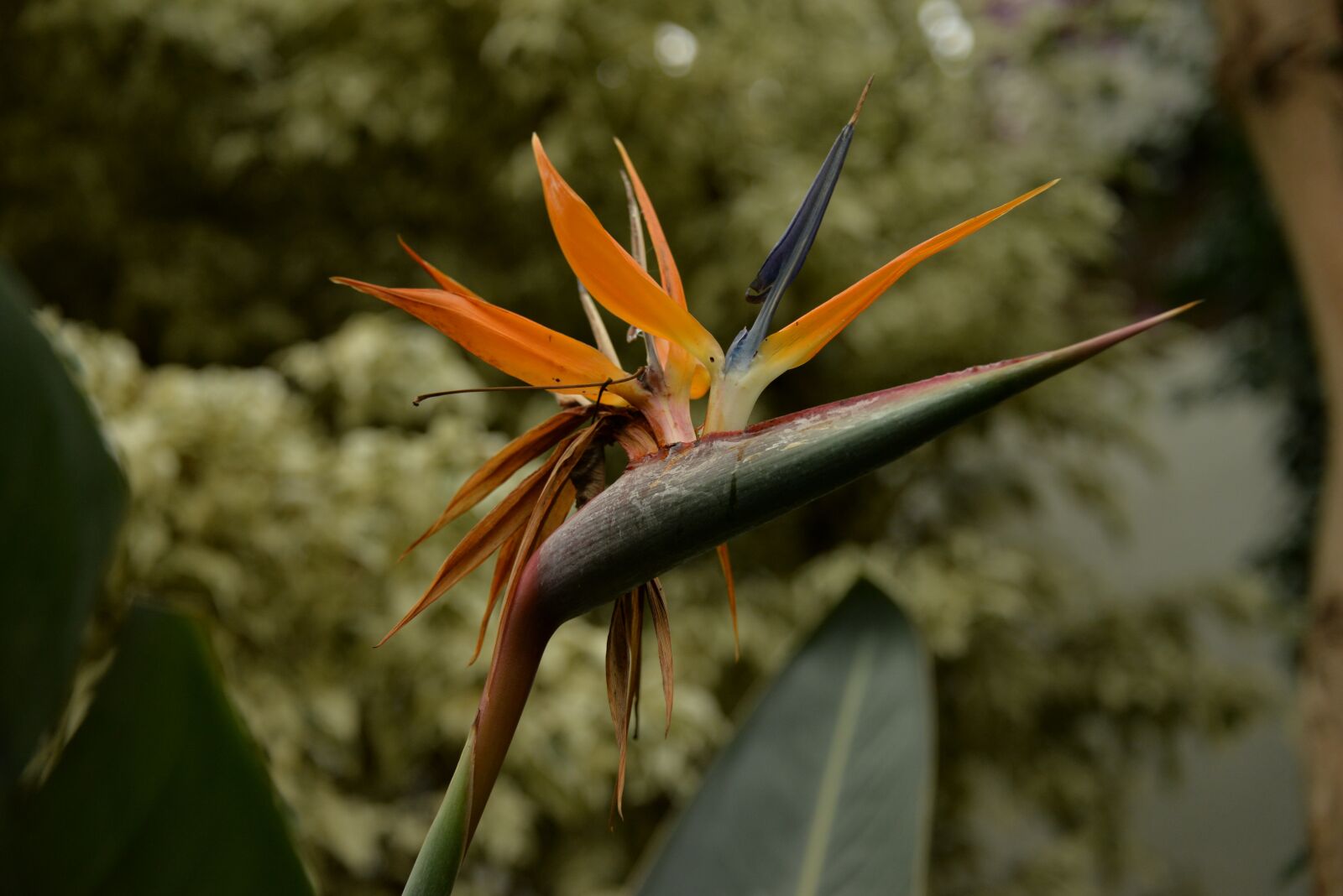 Nikon D610 sample photo. Tropical, plants, plant photography