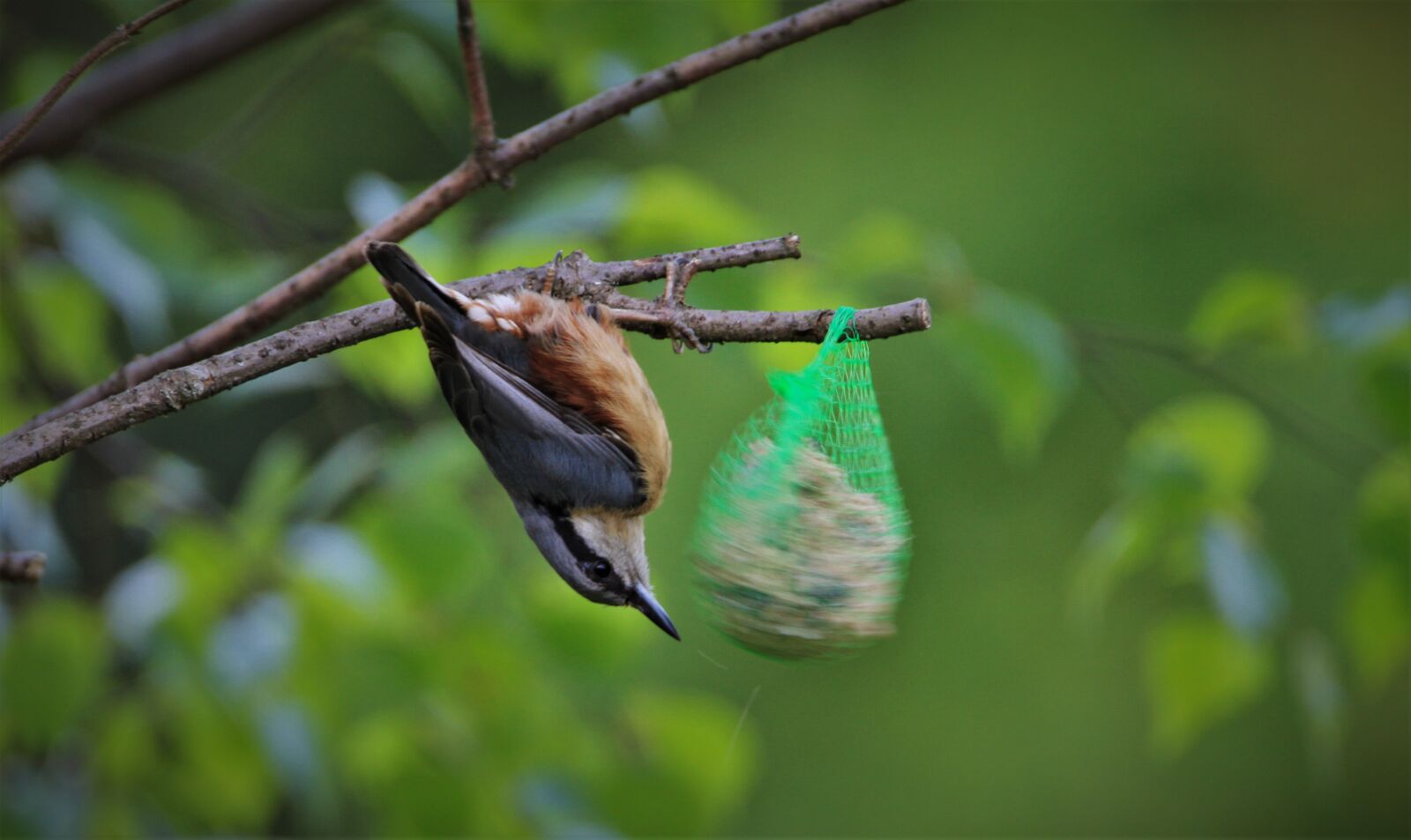 Tamron SP 150-600mm F5-6.3 Di VC USD sample photo. Kleiber, songbird, bird photography