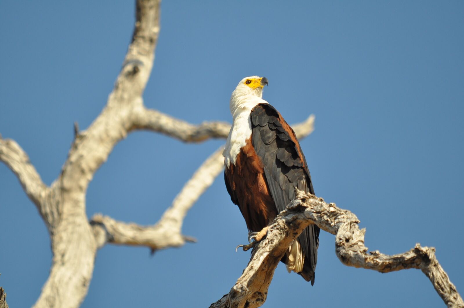 Nikon D90 sample photo. Wildlife, bird, nature photography