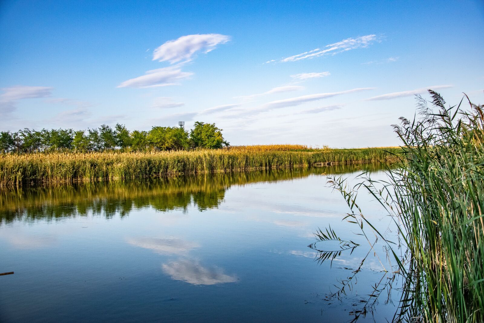 Nikon D3300 sample photo. Water, reed, river photography