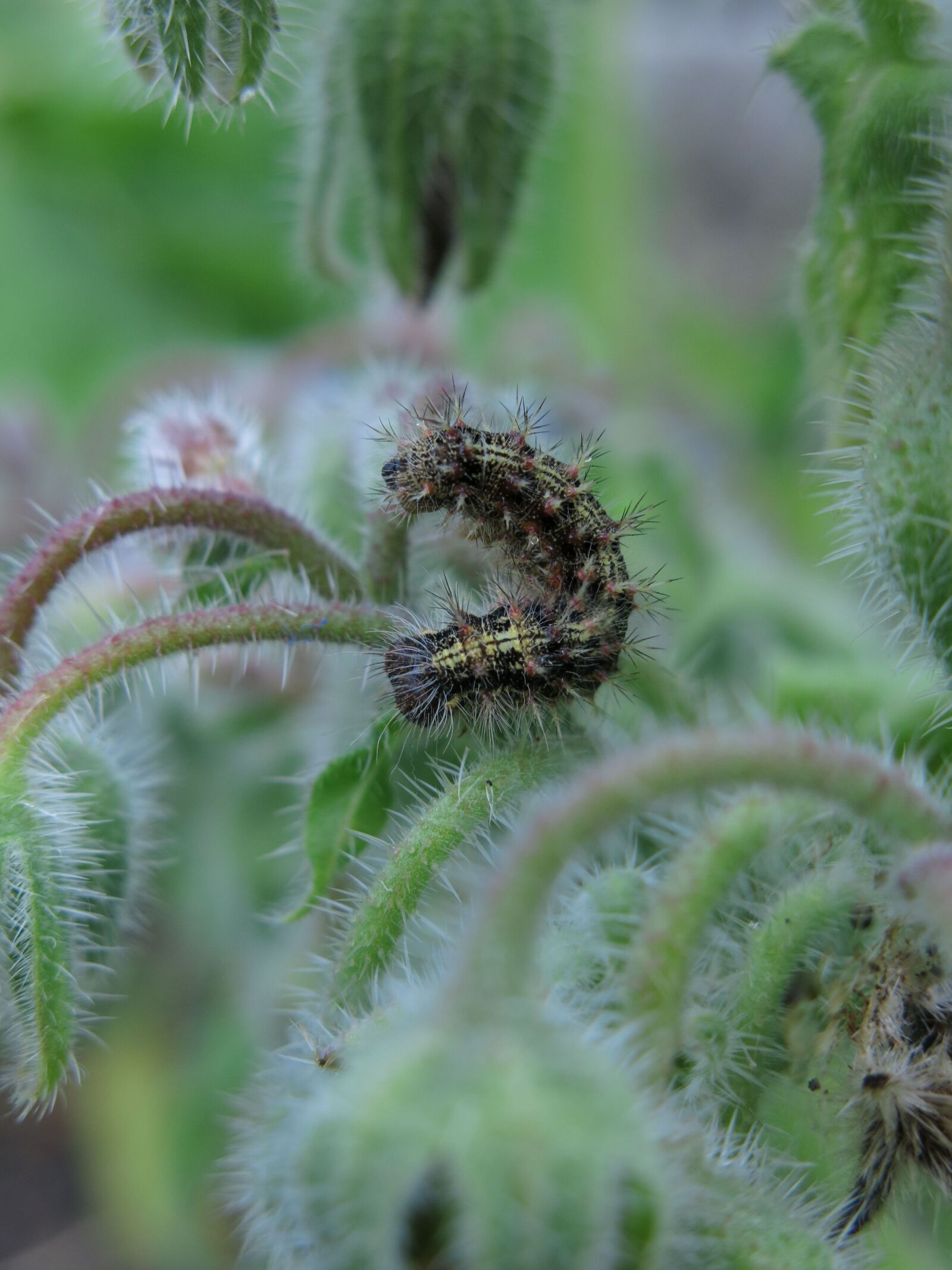 Canon PowerShot G15 sample photo. Caterpillar, vanessa cardui, borage photography