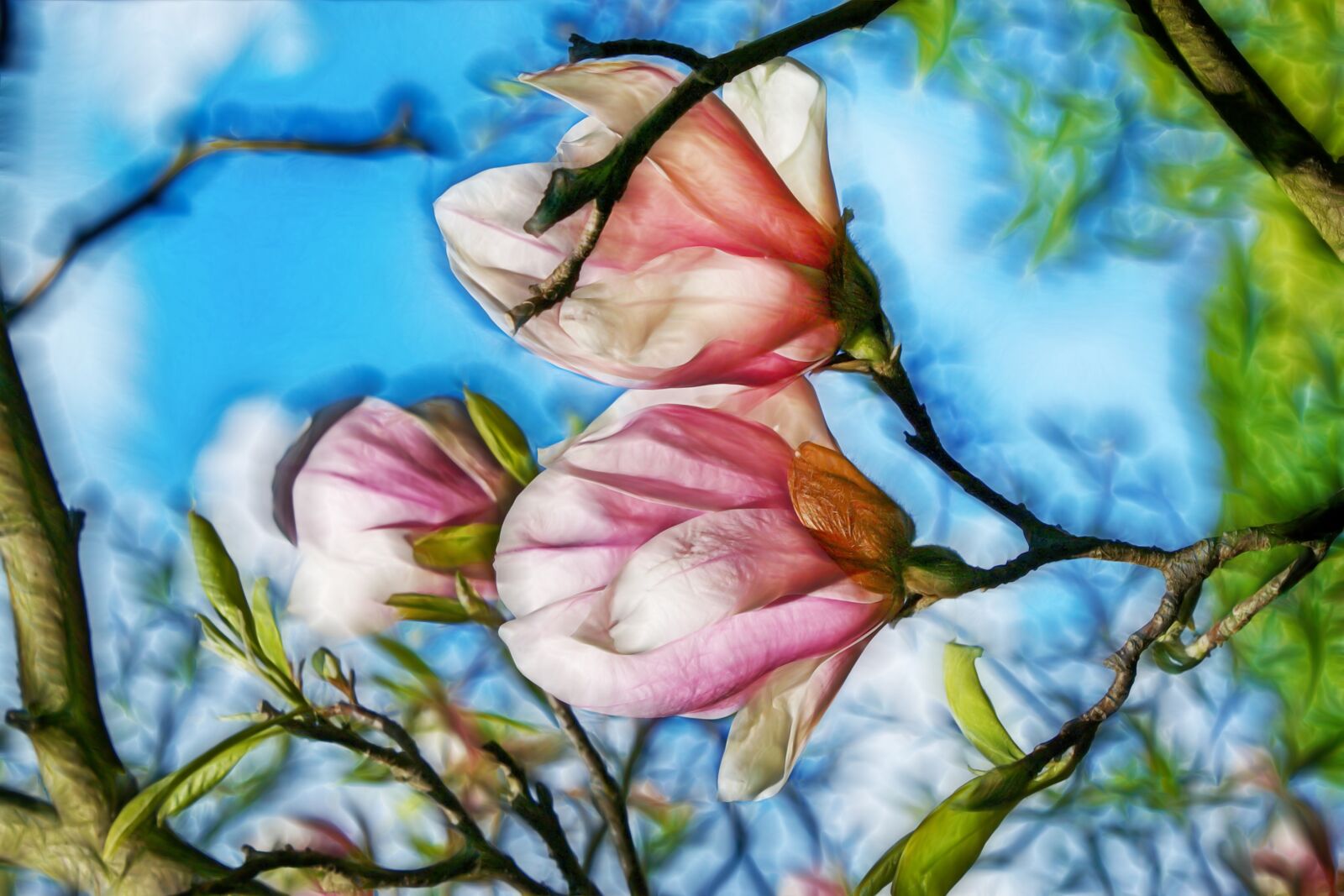 Canon EOS 70D sample photo. Desktop wallpaper, magnolia, flower photography