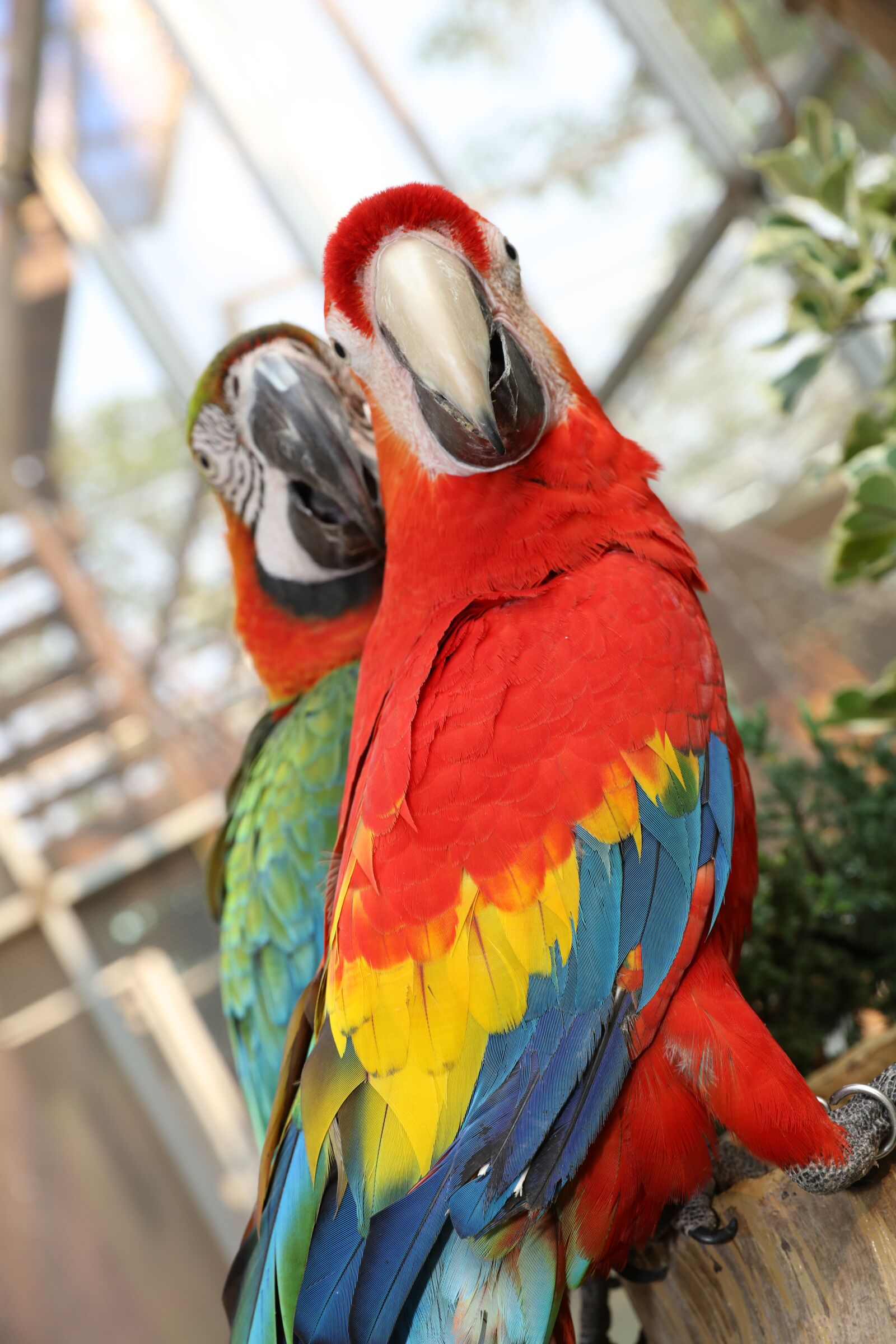 Canon EOS 5DS R + Canon EF 24-70mm F2.8L II USM sample photo. Seven color parakeets, colorful photography