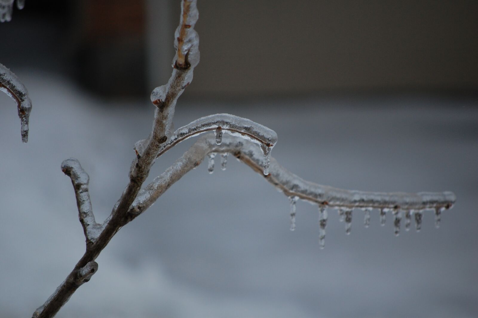 Nikon D40 sample photo. Ice, tree, branch photography