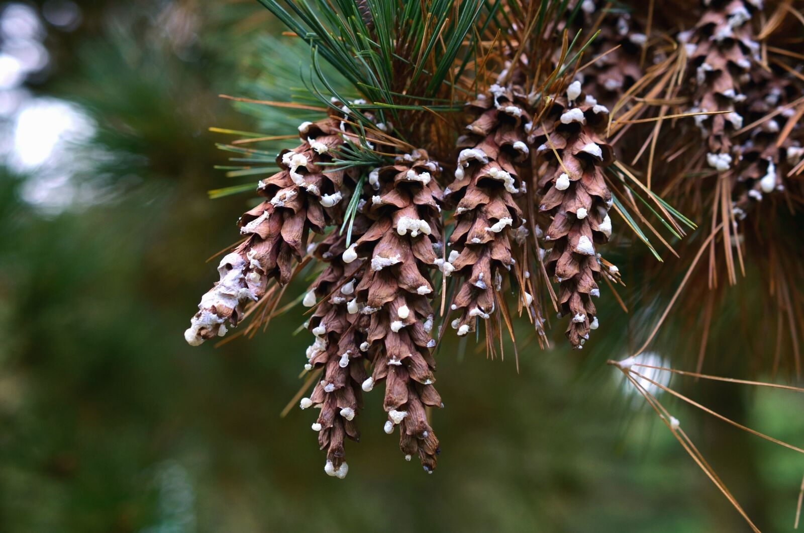 Nikon D5100 sample photo. Pine, wood, forest, evergreen photography