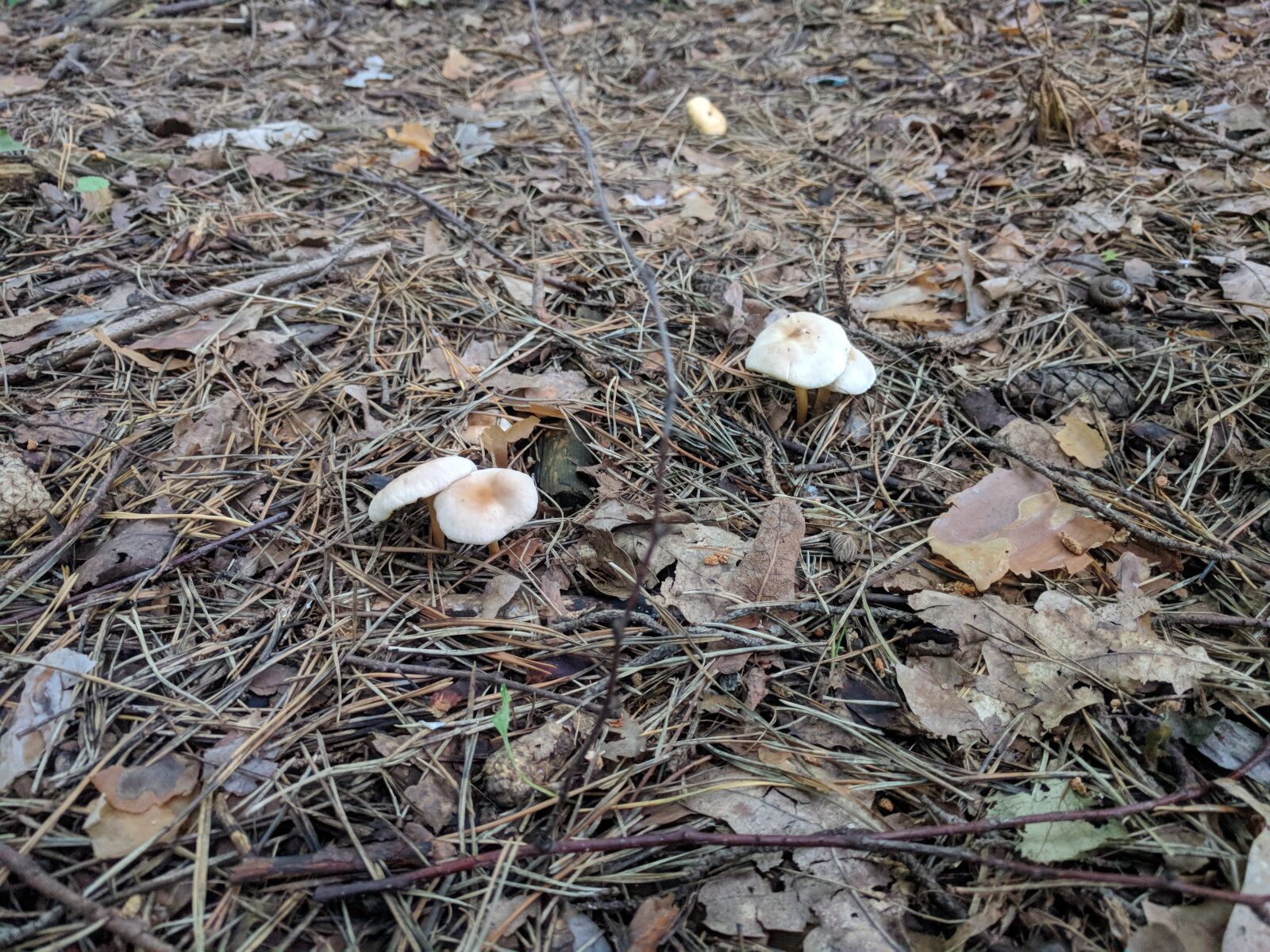 LG Nexus 5X sample photo. Mushrooms, toadstool mushrooms, mushrooms photography